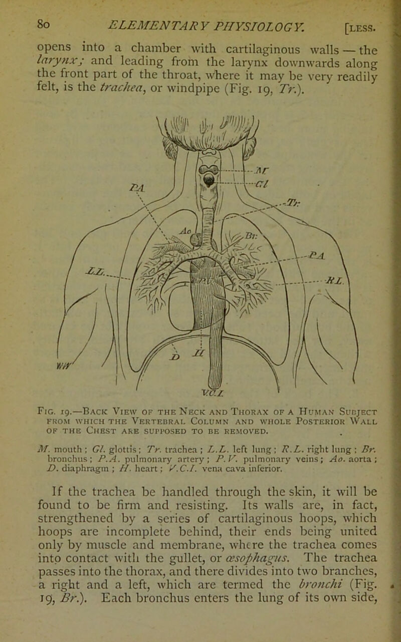 opens into a chamber with cartilaginous walls — the larynxj and leading from the larynx downwards along the front part of the throat, where it may be very readily felt, is the trachea, or windpipe (Fig. 19, Tr.). Fig. 19.—Back View of the Neck and Thorax of a Human Subject FROM WHICH THE VERTEBRAL COLUMN AND WHOLE POSTERIOR WALL of the Chest are supposed to be removed. M. mouth ; Cl. glottis; Tr. trachea ; L.L left lung : R.L. right lung ; Br. bronchus; P.A. pulmonary artery; P.V. pulmonary veins; Hr. aorta; D. diaphragm ; H. heart; '/■ C.I. vena cava inferior. If the trachea be handled through the skin, it will be found to be firm and resisting. Its walls are, in fact, strengthened by a series of cartilaginous hoops, which hoops are incomplete behind, their ends being united only by muscle and membrane, where the trachea comes into contact with the gullet, or oesophagus. The trachea passes into the thorax, and there divides into two branches, a right and a left, which are termed the bronchi (Fig. * ■ 19, Br.). Each bronchus enters the lung of its own side,