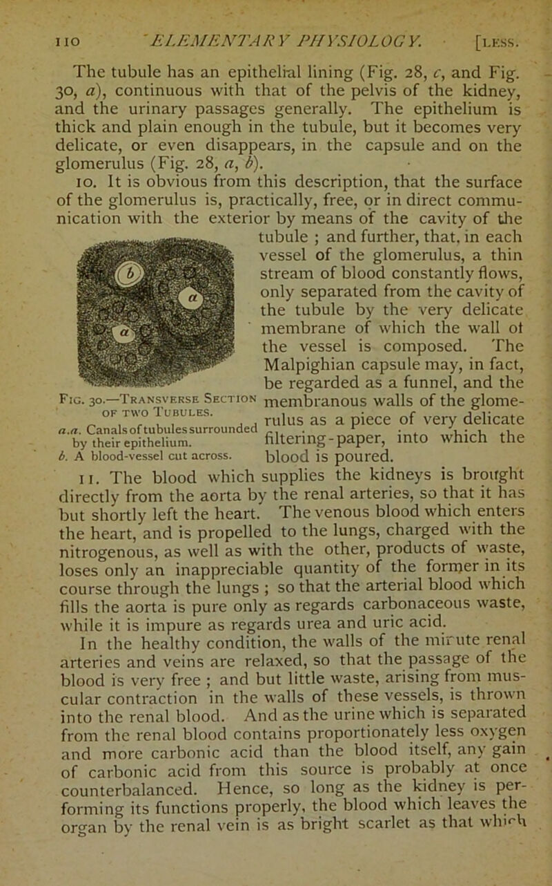 The tubule has an epithelial lining (Fig. 28, c, and Fig. 30, a), continuous with that of the pelvis of the kidney, and the urinary passages generally. The epithelium is thick and plain enough in the tubule, but it becomes very delicate, or even disappears, in the capsule and on the glomerulus (Fig. 28, a, b). 10. It is obvious from this description, that the surface of the glomerulus is, practically, free, or in direct commu- nication with the exterior by means of the cavity of the tubule ; and further, that, in each vessel of the glomerulus, a thin stream of blood constantly flows, only separated from the cavity of the tubule by the very delicate membrane of which the wall ot the vessel is composed. The Malpighian capsule may, in fact, be regarded as a funnel, and the Fig. 30.—Transverse Section membranous walls of the glome- rulus as a piece of very delicate filtering-paper, into which the blood is poured. 11. The blood which supplies the kidneys is brought directly from the aorta by the renal arteries, so that it has but shortly left the heart. The venous blood which enters the heart, and is propelled to the lungs, charged with the nitrogenous, as well as with the other, products of waste, loses only an inappreciable quantity of the former in its course through the lungs ; so that the arterial blood which fills the aorta is pure only as regards carbonaceous waste, while it is impure as regards urea and uric acid. In the healthy condition, the walls of the mirute renal arteries and veins are relaxed, so that the passage of the blood is very free ; and but little waste, arising from mus- cular contraction in the walls of these vessels, is thrown into the renal blood. And as the urine which is separated from the renal blood contains proportionately less oxygen and more carbonic acid than the blood itself, any gain of carbonic acid from this source is probably at once counterbalanced. Hence, so long as the kidney is per- forming its functions properly, the blood which leaves the organ by the renal vein is as bright scarlet as that whh'h of two Tubules. a. a. Canals of tubules surrounded by their epithelium. b. A blood-vessel cut across.