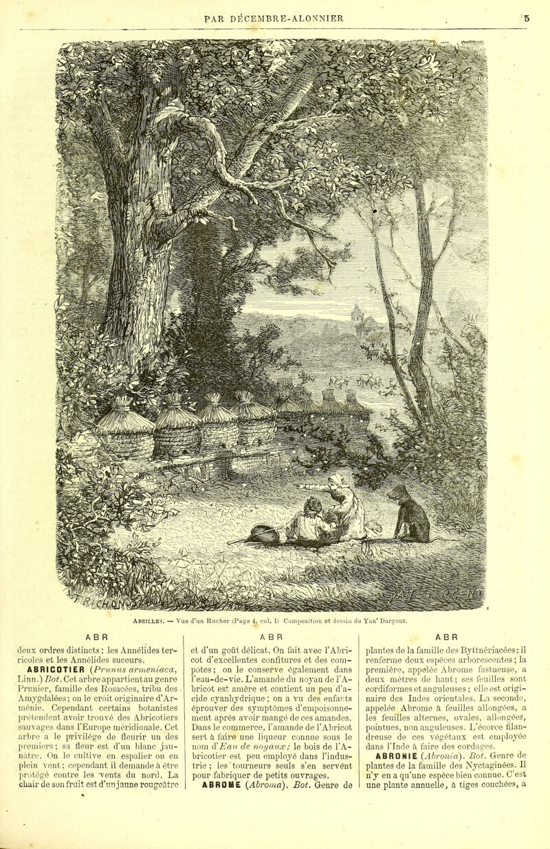 Abeilles. — Vue d’un Rucher (Page 4, col. 1) Composition et dessin de Yan’ Dargent. A B R deux ordres distincts : les Annélides ter- ricoles et les Annélides suceurs. ABRICOTIER (Prunus armeniaca, Linn.) Bot. Cet arbre appartientau genre Prunier, famille des Rosacées, tribu des Amygdalées; on le croit originaire d’Ar- ménie. Cependant certains botanistes prétendent avoir trouvé des Abricotiers sauvages dans l’Europe méridionale. Cet arbre a le privilège de fleurir un des premiers ; sa fleur est d’un blanc jau- nâtre. On le cultive en espalier ou en plein vent ; cependant il demande à être protégé contre les 'vents du nord. La chair de son fruit est d’un jaune rougeâtre A B R et d’un goût délicat. On fait avec l’Abri- cot d’excellentes confitures et des com- potes ; on le conserve également dans l’eau-de-vie. L’amande du noyau de l’A- bricot est amère et contient un peu d’a- cide cyanhydrique ; on a vu des enfants éprouver des symptômes d’empoisonne- ment après avoir mangé de ces amandes. Dans le commerce, l’amande de l’Abricot sert à faire une liqueur connue sous le nom d'Eau de noyaux; le bois de l’A- bricotier est peu employé dans l’indus- trie ; les‘tourneurs seuls s’en servent pour fabriquer de petits ouvrages. A B ROME (Abroma). Bot. Genre de A B R plantes de la famille des Byttnériacées ; il renferme deux espèces arborescentes ; la première, appelée Abrome fastueuse, a deux mètres de haut ; ses feuilles sont cordiformes et anguleuses ; elle est origi- naire des Indes orientales. La seconde, appelée Abrome à feuilles allongées, a les feuilles alternes, ovales, allongées, pointues, non anguleuses. L’écorce filan- dreuse de ces végétaux est employée dans l’Inde à faire des cordages. ABRQNIE (Abronia). Bot. Genre de plantes de la famille des Nyctaginées. Il n’y en a qu’une espèce bien connue. C'est une plante annuelle, à tiges couchées, à