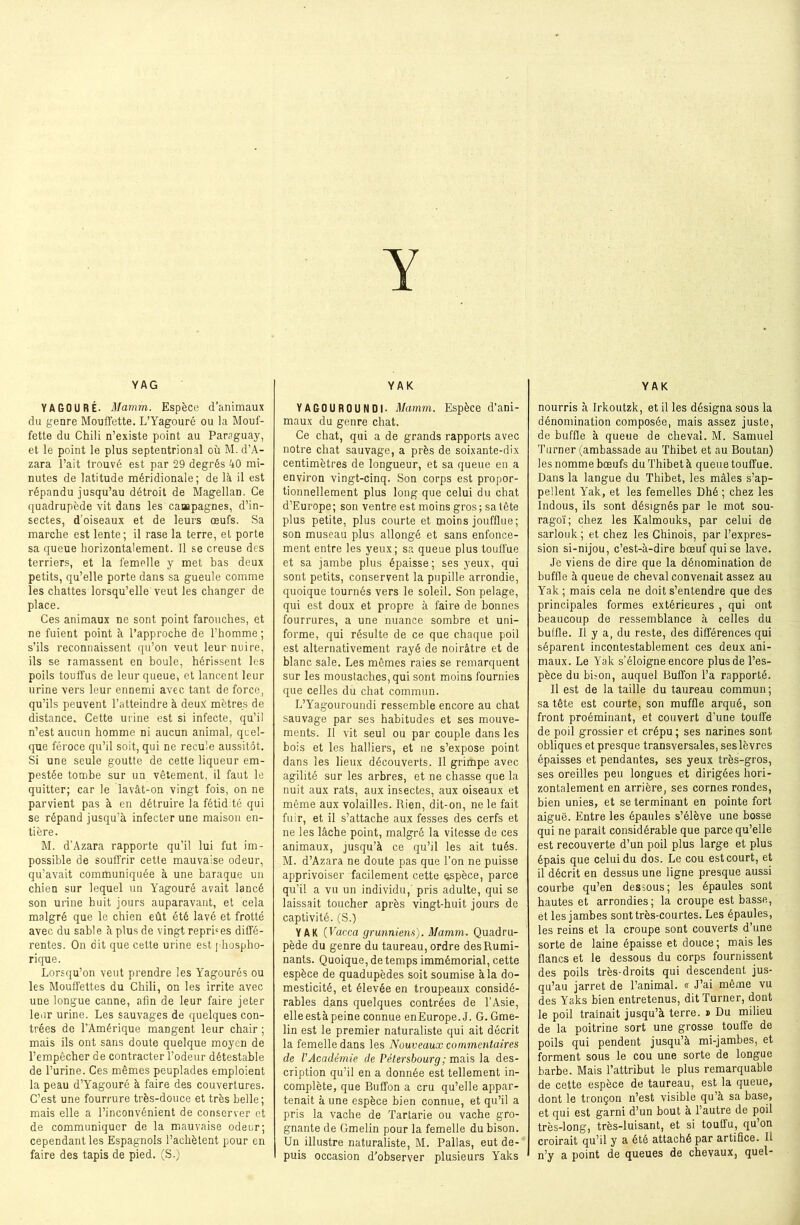 Y YAG Y A GO U RÉ. Mamm. Espèce d’animaux du genre Mouffette. L’Yagouré ou la Mouf- fette du Chili n’existe point au Paraguay, et le point le plus septentrional où M. d’A- zara l’ait trouvé est par 29 degrés 40 mi- nutes de latitude méridionale; de là il est répandu jusqu’au détroit de Magellan. Ce quadrupède vit dans les campagnes, d’in- sectes, d’oiseaux et de leurs œufs. Sa marche est lente; il rase la terre, et porte sa queue horizontalement. Il se creuse des terriers, et la femelle y met bas deux petits, qu’elle porte dans sa gueule comme les chattes lorsqu’elle veut les changer de place. Ces animaux ne sont point farouches, et ne fuient point à l’approche de l’homme; s’ils reconnaissent qu’on veut leur nuire, ils se ramassent en boule, hérissent les poils touffus de leur queue, et lancent leur urine vers leur ennemi avec tant de force, qu’ils peuvent l’atteindre à deux mètres de distance. Cette urine est si infecte, qu’il n’est aucun homme ni aucun animal, quel- que féroce qu’il soit, qui ne recule aussitôt. Si une seule goutte de cette liqueur em- pestée tombe sur un vêtement, il faut le quitter; car le lavât-on vingt fois, on ne parvient pas à en détruire la fétidité qui se répand jusqu’à infecter une maison en- tière. M. d’Azara rapporte qu’il lui fut im- possible de souffrir cette mauvaise odeur, qu’avait communiquée à une baraque un chien sur lequel un Yagouré avait lancé son urine huit jours auparavant, et cela malgré que le chien eût été lavé et frotté avec du sable à plus de vingt reprises diffé- rentes. On dit que cette urine est phospho- rique. Lorsqu’on veut prendre les Yagourés ou les Mouffettes du Chili, on les irrite avec une longue canne, afin de leur faire jeter leur urine. Les sauvages de quelques con- trées de l’Amérique maDgent leur chair ; mais ils ont sans doute quelque moyen de l’empêcher de contracter l’odeur détestable de l’urine. Ces mêmes peuplades emploient la peau d’Yagouré à faire des couvertures. C’est une fourrure très-douce et très belle; mais elle a l’inconvénient de conserver et de communiquer de la mauvaise odeur; cependant les Espagnols l’achètent pour en faire des tapis de pied. (S.) YAK YAGOUROUNDI. Mamm. Espèce d'ani- maux du genre chat. Ce chat, qui a de grands rapports avec notre chat sauvage, a près de soixante-dix centimètres de longueur, et sa queue en a environ vingt-cinq. Son corps est propor- tionnellement plus long que celui du chat d’Europe; son ventre est moins gros; sa tête plus petite, plus courte et moins joufflue ; son museau plus allongé et sans enfonce- ment entre les yeux; sa queue plus touffue et sa jambe plus épaisse; ses yeux, qui sont petits, conservent la pupille arrondie, quoique tournés vers le soleil. Son pelage, qui est doux et propre à faire de bonnes fourrures, a une nuance sombre et uni- forme, qui résulte de ce que chaque poil est alternativement rayé de noirâtre et de blanc sale. Les mêmes raies se remarquent sur les moustaches, qui sont moins fournies que celles du chat commun. L’Yagouroundi ressemble encore au chat sauvage par ses habitudes et ses mouve- ments. Il vit seul ou par couple dans les bois et les halliers, et ne s’expose point dans les lieux découverts. Il grimpe avec agilité sur les arbres, et ne chasse que la nuit aux rats, aux insectes, aux oiseaux et même aux volailles. Rien, dit-on, ne le fait fuir, et il s’attache aux fesses des cerfs et ne les lâche point, malgré la vitesse de ces animaux, jusqu’à ce qu’il les ait tués. M. d’Azara ne doute pas que l’on ne puisse apprivoiser facilement cette espèce, parce qu’il a vu un individu, pris adulte, qui se laissait toucher après vingt-huit jours de captivité. (S.) YAK (Vacca grunniens). Mamm. Quadru- pède du genre du taureau, ordre des Rumi- nants. Quoique, de temps immémorial, cette espèce de quadupèdes soit soumise à la do- mesticité, et élevée en troupeaux considé- rables dans quelques contrées de l’Asie, elle està peine connue enEurope.J. G. Gme- lin est le premier naturaliste qui ait décrit la femelle dans les Nouveaux commentaires de VAcadémie de Pétersbourg; mais la des- cription qu’il en a donnée est tellement in- complète, que Buffon a cru qu’elle appar- tenait à une espèce bien connue, et qu’il a pris la vache de Tartarie ou vache gro- gnante de Gmelin pour la femelle du bison. Un illustre naturaliste, M. Pallas, eut de- puis occasion d’observer plusieurs Yaks YAK nourris à Irkoutzk, et il les désigna sous la dénomination composée, mais assez juste, de buffle à queue de cheval. M. Samuel Turner (ambassade au Thibet et au Boutan) les nomme bœufs du Thibet à queue touffue. Dans la langue du Thibet, les mâles s’ap- pellent Yak, et les femelles Dhé ; chez les Indous, ils sont désignés par le mot sou- ragoï; chez les Kalmouks, par celui de sarlouk ; et chez les Chinois, par l’expres- sion si-nijou, c’est-à-dire bœuf qui se lave. Je viens de dire que la dénomination de buffle à queue de cheval convenait assez au Yak; mais cela ne doit s’entendre que des principales formes extérieures , qui ont beaucoup de ressemblance à celles du buffle. Il y a, du reste, des différences qui séparent incontestablement ces deux ani- maux. Le Yak s’éloigne encore plus de l’es- pèce du buon, auquel Buffon l’a rapporté. Il est de la taille du taureau commun; sa tête est courte, son muffle arqué, son front proéminant, et couvert d'une touffe de poil grossier et crépu; ses narines sont obliques et presque transversales, ses lèvres épaisses et pendantes, ses yeux très-gros, ses oreilles peu longues et dirigées hori- zontalement en arrière, ses cornes rondes, bien unies, et se terminant en pointe fort aiguë. Entre les épaules s’élève une bosse qui ne parait considérable que parce qu’elle est recouverte d’un poil plus large et plus épais que celui du dos. Le cou est court, et il décrit en dessus une ligne presque aussi courbe qu’en dessous; les épaules sont hautes et arrondies; la croupe est basse, et les jambes sont très-courtes. Les épaules, les reins et la croupe sont couverts d’une sorte de laine épaisse et douce; mais les flancs et le dessous du corps fournissent des poils très-droits qui descendent jus- qu’au jarret de l’animal. « J’ai même vu des Yaks bien entretenus, dit Turner, dont le poil traînait jusqu’à terre. » Du milieu de la poitrine sort une grosse touffe de poils qui pendent jusqu’à mi-jambes, et forment sous le cou une sorte de longue barbe. Mais l’attribut le plus remarquable de cette espèce de taureau, est la queue, dont le tronçon n’est visible qu’à sa base, et qui est garni d’un bout à l’autre de poil très-long, très-luisant, et si touffu, qu’on croirait qu’il y a été attaché par artifice. 11 n’y a point de queues de chevaux, quel-