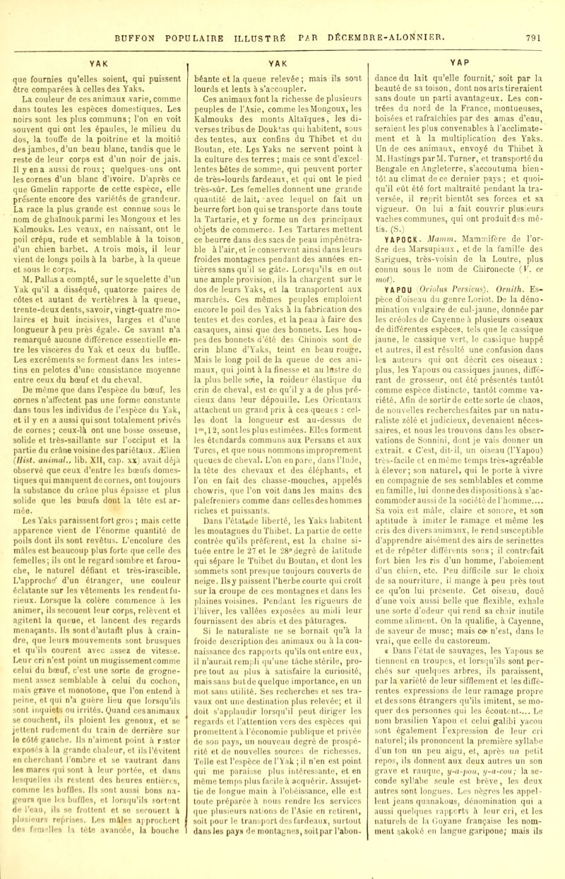 YAK que fournies qu’elles soient, qui puissent être comparées à celles des Yaks. La couleur de ces animaux varie, comme dans toutes les espèces domestiques. Les noirs sont les plus communs; l’on en voit souvent qui ont les épaules, le milieu du dos, la touffe de la poitrine et la moitié des jambes, d’un beau blanc, tandis que le reste de leur corps est d’un noir de jais. Il y en a aussi de roux ; quelques-uns ont les cornes d’un blanc d’ivoire. D’après ce que Gmelin rapporte de cette espèce, elle présente encore des variétés de grandeur. La race la plus grande est connue sous le nom de ghaïnoukparmi lesMongoux et les Kalmouks. Les veaux, en naissant, ont le poil crépu, rude et semblable à la toison, d’un chien barbet. A trois mois, il leur vient de longs poils à la barbe, à la queue et sous le corps. M. Pallas a compté, sur le squelette d’un Yak qu’il a disséqué, quatorze paires de côtes et autant de vertèbres à la queue, trente-deux dents, savoir, vingt-quatre mo- laires et huit incisives, larges et d’une longueur à peu près égale. Ce savant n’a remarqué aucune différence essentielle en- tre les viscères du Yak et ceux du buffle. Les excréments se forment dans les intes- tins en pelotes d’une consistance moyenne entre ceux du bœuf et du cheval. De môme que dans l’espèce du bœuf, les cornes n’affectent pas une forme constante dans tous les individus de l’espèce du Yak, et il y en a aussi qui sont totalement privés de cornes ; ceux-là ont une bosse osseuse, solide et très-saillante sur l’occiput et la partie du crâne voisine des pariétaux. Ælien (liât, animal., lib. XII, cap. xx) avait déjà observé que ceux d’entre les bœufs domes- tiques qui manquent de cornes, ont toujours la substance du crâne plus épaisse et plus solide que les bœufs dont la tête est ar- mée. Les Yaks paraissent fort gros ; mais cette apparence vient de l’énorme quantité de poils dont ils sont revêtus. L’encolure des mâles est beaucoup plus forte que celle des femelles ; ils ont le regard sombre et farou- che, le naturel défiant et très-irascible. L’approche d’un étranger, une couleur éclatante sur les vêtements les rendent fu- rieux. Lorsque la colère commence à les animer, ils secouent leur corps, relèvent et agitent la queue, et lancent des regards menaçants. Ils sont d’autartt plus à crain- dre, que leurs mouvements sont brusques et qu’ils courent avec assez de vitesse. Leur cri n’est point un mugissementcomme celui du bœuf, c’est une sorte de grogne- ment assez semblable à celui du cochon, mais grave et monotone, que l’on entend à peine, et qui n’a guère lieu que lorsqu’ils sont inquiets ou irrités. Quand ces animaux se couchent, ils ploient les genoux, et se jettent rudement du train de derrière sur le côté gauche. Us n’aiment point à rsster exposés à la grande chaleur, et ils l’évitent en cherchant l’ombre et se vautrant dans les mares qui sont à leur portée, et dans lesquelles ils restent des heures entières, comme les buffles. Us sont aussi bons na- geurs que les buffles, et lorsqu’ils sortent de l’eau, ils se frottent et se secouent à plusieurs reprises. Les mâles approchent des femelles la tête avancée, la bouche YAK béante et la queue relevée ; mais ils sont lourds et lents à s’accoupler. Ces animaux font la richesse de plusieurs peuples de l’Asie, comme lesMongoux, les Kalmouks des monts Altaïques, les di- verses tribus de Douktas qui habitent, sous des tentes, aux confins du Thibet et du Boutan, etc. Les Yaks ne servent point à la culture des terres ; mais ce sont d’excel- lentes bêtes de somme, qui peuvent porter de très-lourds fardeaux, et qui ont le pied très-sûr. Les femelles donnent une grande quantité de lait,-avec lequel on fait un beurre fort bon qui se transporte dans toute la Tartarie, et y forme un des principaux objets de commerce. Les Tartares mettent ce beurre dans des sacs de peau impénétra- ble à l’air, et le conservent ainsi dans leurs froides montagnes pendant des années en- tières sans qu’il se gâte. Lorsqu’ils en ont une ample provision, ils la chargent sur le dos de leurs Yaks, et la transportent aux marchés. Ces mêmes peuples emploient encore le poil des Yaks à la fabrication des tentes et des cordes, et la peau à faire des casaques, ainsi que des bonnets. Les Lou- pes des bonnets d’été des Chinois sont de crin blanc d’Yaks, teint en beau rouge. Mais le long poil de la queue de ces ani- maux, qui joint à la finesse et au lustre de la plus belle soie, la roideur élastique du crin de cheval, est ce qu'il y a de plus pré- cieux dans leur dépouille. Les Orientaux attachent un grand prix à ces queues : cel- les dont la longueur est au-dessus de 1m, 12, sont les plus estimées. Elles forment les étendards communs aux Persans et aux Turcs, et que nous nommons improprement queues de cheval. L’on en pare, dans l’Inde, la tête des chevaux et des éléphants, et l’on en fait des chasse-mouches, appelés chowris, que l’on voit dans les mains des palefreniers comme dans cellesdeshommes riches et puissants. Dans l’étaUde liberté, les Yaks habitent les montagnes du Thibet. La partie de cette contrée qu’ils préfèrent, est la chaîne si- tuée entre le 27 et le 28° degré de latitude qui sépare le Thibet du Boutan, et dont les sommets sont presque toujours couverts de neige. Ils y paissent l’herbe courte qui croit sur la croupe de ces montagnes et dans les plaines voisines. Pendant les rigueurs de l’hiver, les vallées exposées au midi leur fournissent des abris et des pâturages. Si le naturaliste ne se bornait qu’à la froide description des animaux ou à la con- naissance des rapports qu’ils ont entre eux, il n’aurait rempli qu’une tâche stérile, pro- pre tout au plus à satisfaire la curiosité, maissans butdequelque importance, en un mot sans utilité. Ses recherches et ses tra- vaux ont une destination plus relevée; et il doit s’applaudir lorsqu’il peut diriger les regards et l’attention vers des espèces qui promettent à l’économie publique et privée de son pays, un nouveau degré de prospé- rité et de nouvelles sources de richesses. Telle est l’espèce de l’Yak ; il n’en est point qui me paraisse plus intéressante, et en même temps plus facile à acquérir. Assujet- tie de longue main à l’obéissance, elle est toute préparée à nous rendre les services que plusieurs nations de l’Asie en retirent, soit pour le transport des fardeaux, surtout dans les pays de montagnes, soitpar l’abon- Y A P dance du lait qu’elle fournit, soit par la beauté de sa toison, dont nos arts tireraient sans doute un parti avantageux. Les con- trées du nord de la France, montueuses, boisées et rafraîchies par des amas d’eau, seraient les plus convenables à l’acclimate- ment et à la multiplication des Yaks. Un de ces animaux, envoyé du Thibet à M. Hastings parM. Turner, et transporté du Bengale en Angleterre, s’accoutuma bien- tôt au climat de ce dernier pays ; et quoi- qu’il eût été fort maltraité pendant la tra- versée, il reprit bientôt ses forces et sa vigueur. On lui a fait couvrir plusieurs vaches communes, qui ont produit des mé- tis. (S.) Y A PO CK- Mamm. Mammifère de l’or- dre des Marsupiaux, et de la famille des Sarigues, très-voisin de la Loutre, plus connu sous le nom de Chironecte ( V. ce mot). Y A PO U (Oriolus Persicus). Ornith. Es- pèce d’oiseau du genre Loriot. De la déno- mination vulgaire de cul-jaune, donnée par les créoles de Cayenne à plusieurs oiseaux de différentes espèces, tels que le cassique jaune, le cassique vert, le cassique huppé et autres, il est résulté une confusion dans les auteurs qui ont décrit ces oiseaux : plus, les Yapous ou cassiques jaunes, diffé- rant de grosseur, ont été présentés tantôt comme espèce distincte, tantôt comme va- riété. Afin de sortir de cette sorte de chaos, de nouvelles recherchesfaites par un natu- raliste zélé et judicieux, devenaient néces- saires, et nous les trouvons dans les obser- vations de Sonnini, dont je vais donner un extrait. « C’est, dit-il, un oiseau (l’Yapou) très-facile et en même temps très-agréable à élever; son naturel, qui le porte à vivre en compagnie de ses semblables et comme en famille, lui donnedesdispositionsà s’ac- commoder aussi de la société de l’homme.... Sa voix est mâle, claire et sonore, et son aptitude à imiter le ramag-e et môme les cris des divers animaux, le rend susceptible d’apprendre aisément des airs de serinettes et de répéter différents sons; il contrefait fort bien les ris d’un homme, l’aboiement d’un chien, etc. Peu difficile sur le choix de sa nourriture, il mange à peu près tout ce qu’on lui présente. Cet oiseau, doué d’une voix aussi belle que flexible, exhale une sorte d'odeur qui rend sa chair inutile comme aliment. On la qualifie, à Cayenne, de saveur de musc; mais ce- n’est, dans le vrai, que celle du castoreum. « Dans l’état de sauvages, les Yapous se tiennent en troupes, et lorsqu’ils sont per- chés sur quelques arbres, ils paraissent, par la variété de leur sifflement et les diffé- rentes expressions de leur ramage propre et des sons étrangers qu’ils imitent, se mo- quer des personnes qui les écoutent-... Le nom brasilien Yapou et celui galibi yacou sont également l’expression de leur cri naturel; ils prononcent la première syllabe d’un ton un peu aigu, et, après un petit repos, ils donnent aux deux autres un son grave et rauque, y-a-pou, y-a-cou; la se- conde syllabe seule est brève, les deux autres sont longues. Les nègres les appel- lent jeans quanakous, dénomination qui a aussi quelques rapports à leur cri, et les naturels de la Guyane française les nom- ment sakoké en langue garipone; mais ils