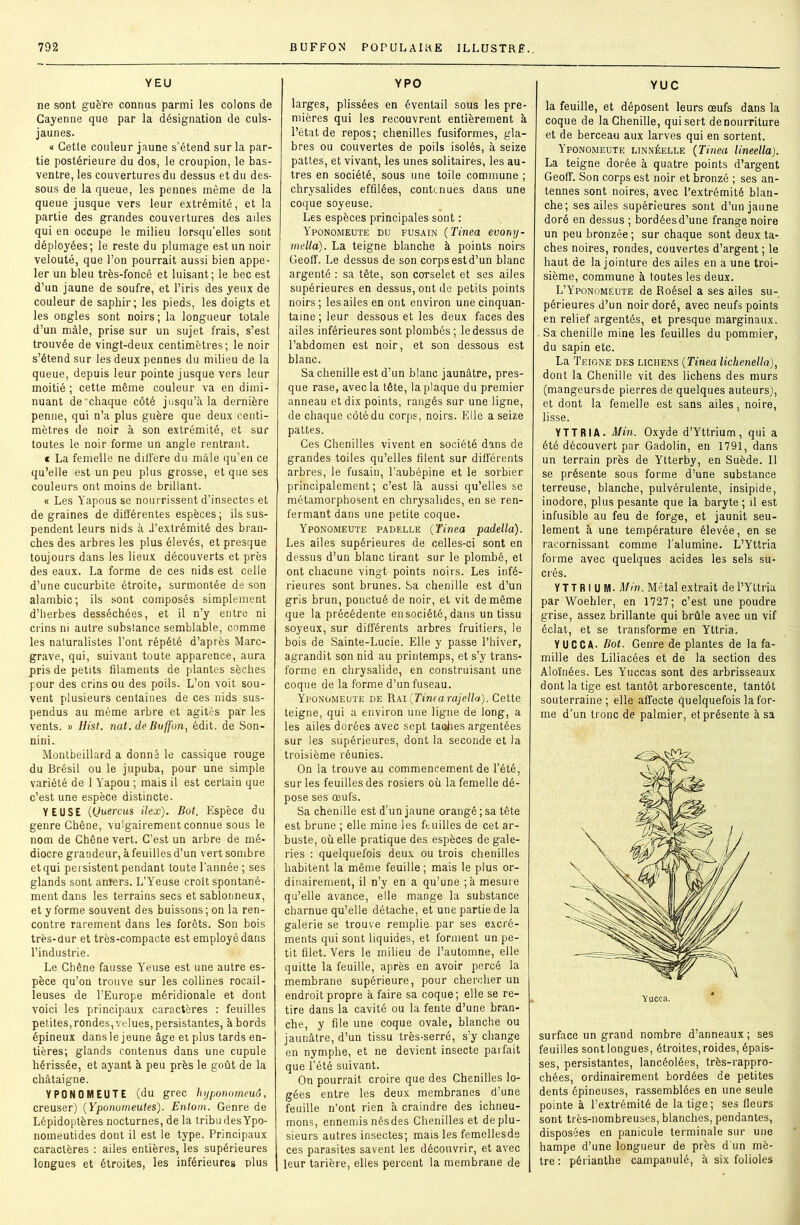 YEU ne sont guère connus parmi les colons de Cayenne que par la désignation de culs- jaunes. « Cetle couleur jaune s’étend sur la par- tie postérieure du dos, le croupion, le bas- ventre, les couvertures du dessus et du des- sous de la queue, les pennes même de la queue jusque vers leur extrémité, et la partie des grandes couvertures des ailes qui en occupe le milieu lorsqu’elles sont déployées; le reste du plumage est un noir velouté, que l’on pourrait aussi bien appe- ler un bleu très-foncé et luisant; le bec est d’un jaune de soufre, et l’iris des yeux de couleur de saphir; les pieds, les doigts et les ongles sont noirs; la longueur totale d’un mâle, prise sur un sujet frais, s’est trouvée de vingt-deux centimètres; le noir s’étend sur les deux pennes du milieu de la queue, depuis leur pointe jusque vers leur moitié ; cette même couleur va en dimi- nuant de chaque côté jusqu’à la dernière penne, qui n’a plus guère que deux centi- mètres de noir à son extrémité, et sur toutes le noir forme un angle rentrant. c La femelle ne diffère du mâle qu’en ce qu’elle est un peu plus grosse, et que ses couleurs ont moins de brillant. « Les Yapous se nourrissent d’insectes et de graines de différentes espèces; ils sus- pendent leurs nids à d’extrémité des bran- ches des arbres les plus élevés, et presque toujours dans les lieux découverts et près des eaux. La forme de ces nids est celle d’une cucurbite étroite, surmontée de son alambic; ils sont composés simplement d’herbes desséchées, et il n’y entre ni crins ni autre substance semblable, comme les naturalistes l’ont répété d’après Marc- grave, qui, suivant toute apparence, aura pris de petits filaments de plantes sèches pour des crins ou des poils. L’on voit sou- vent plusieurs centaines de ces nids sus- pendus au même arbre et agités par les vents. » Hist. nat. de Buffon, édit, de Son- nini. Montbeillard a donné le cassique rouge du Brésil ou le jupuba, pour une simple variété de 1 Yapou ; mais il est certain que c’est une espèce distincte. YEUSE (Quercus ilex). Bot. Espèce du genre Chêne, vulgairement connue sous le nom de Chêne vert. C’est un arbre de mé- diocre grandeur, à feuilles d’un vert sombre et qui persistent pendant toute l’année ; ses glands sont amers. L’Yeuse croit spontané- ment dans les terrains secs et sablonneux, et y forme souvent des buissons ; on la ren- contre rarement dans les forêts. Son bois très-dur et très-compacte est employé dans l’industrie. Le Chêne fausse Yeuse est une autre es- pèce qu’on trouve sur les collines rocail- leuses de l’Europe méridionale et dont voici les principaux caractères : feuilles petites,rondes, velues, persistantes, à bords épineux dans le jeune âge et plus tards en- tières; glands contenus dans une cupule hérissée, et ayant à peu près le goût de la châtaigne. YPONOMEUTE (du grec hyponomeuô, creuser) (Yponomeutes). Entom. Genre de Lépidoptères nocturnes, de la tribu des Ypo- nomeutides dont il est le type. Principaux caractères : ailes entières, les supérieures longues et étroites, les inférieures plus Y PO larges, plissées en éventail sous les pre- mières qui les recouvrent entièrement à l’état de repos; chenilles fusiformes, gla- bres ou couvertes de poils isolés, à seize pattes, et vivant, les unes solitaires, les au- tres en société, sous une toile commune ; chrysalides effilées, contenues dans une coque soyeuse. Les espèces principales sont : Yponomeute du fusain (Tinea evorty- rnella). La teigne blanche à points noirs Geoff. Le dessus de son corps est d’un blanc argenté : sa tête, son corselet et ses ailes supérieures en dessus, ont de petits points noirs; les ailes en ont environ une cinquan- taine; leur dessous et les deux faces des ailes inférieures sont plombés ; le dessus de l’abdomen est noir, et son dessous est blanc. Sa chenille est d’un blanc jaunâtre, pres- que rase, avec la tête, la plaque du premier anneau et dix points, rangés sur une ligne, de chaque côté du corps, noirs. Elle a seize pattes. Ces Chenilles vivent en société dans de grandes toiles qu’elles filent sur différents arbres, le fusain, l’aubépine et le sorbier principalement; c’est là aussi qu’elles se métamorphosent en chrysalides, en se ren- fermant dans une petite coque. Yponomeute padelle (Tinea padella). Les ailes supérieures de celles-ci sont en dessus d’un blanc tirant sur le plombé, et ont chacune vingt points noirs. Les infé- rieures sont brunes. Sa chenille est d’un gris brun, ponctué de noir, et vit de même que la précédente ensociété, dans un tissu soyeux, sur différents arbres fruitiers, le bois de Sainte-Lucie. Elle y passe l’hiver, agrandit son nid au printemps, et s’y trans- forme en chrysalide, en construisant une coque de la forme d’un fuseau. Yponomeute de Rai {Tinearajella). Cette teigne, qui a environ une ligne de long, a les ailes dorées avec sept taches argentées sur les supérieures, dont la seconde et la troisième réunies. On la trouve au commencement de l’été, sur les feuilles des rosiers où la femelle dé- pose ses œufs. Sa chenille est d'un jaune orangé ; sa tête est brune ; elle mine les feuilles de cet ar- buste, où elle pratique des espèces de gale- ries : quelquefois deux ou trois chenilles habitent la même feuille ; mais le plus or- dinairement, il n’y en a qu’une ;à mesure qu’elle avance, elle mange la substance charnue qu’elle détache, et une partie de la galerie se trouve remplie par ses excré- ments qui sont liquides, et forment un pe- tit filet. Vers le milieu de l’automne, elle quitte la feuille, après en avoir percé la membrane supérieure, pour chercher un endroit propre à faire sa coque; elle se re- tire dans la cavité ou la fente d’une bran- che, y file une coque ovale, blanche ou jaunâtre, d’un tissu très-serré, s’y change en nymphe, et ne devient insecte parfait que l’été suivant. On pourrait croire que des Chenilles lo- gées entre les deux membranes d’une feuille n’ont rien à craindre des ichneu- mons, ennemis nésdes Chenilles et de plu- sieurs autres insectes; mais les femellesde ces parasites savent les découvrir, et avec leur tarière, elles percent la membrane de YUC la feuille, et déposent leurs œufs dans la coque de la Chenille, qui sert denourriture et de berceau aux larves qui en sortent. Yponomeute linnéelle (Tinea lineella). La teigne dorée à quatre points d’argent Geoff. Son corps est noir et bronzé ; ses an- tennes sont noires, avec l’extrémité blan- che; ses ailes supérieures sont d’un jaune doré en dessus ; bordées d’une frange noire un peu bronzée ; sur chaque sont deux ta- ches noires, rondes, couvertes d’argent ; le haut de la jointure des ailes en a une troi- sième, commune à toutes les deux. L’Yponomeute de R.oésel a ses ailes su- périeures d’un noir doré, avec neufs points en relief argentés, et presque marginaux. Sa chenille mine les feuilles du pommier, du sapin etc. La Teigne des lichens (Tinea lichenella), dont la Chenille vit des lichens des murs (mangeursde pierres de quelques auteurs), et dont la femelle est sans ailes, noire, lisse. YTTRIA. Min. Oxyde d’Yttrium, qui a été découvert par Gadolin, en 1791, dans un terrain près de Ytterby, en Suède. Il se présente sous forme d’une substance terreuse, blanche, pulvérulente, insipide, inodore, plus pesante que la baryte ; il est infusible au feu de forge, et jaunit seu- lement à une température élevée, en se racornissant comme l’alumine. L’Yttria forme avec quelques acides les sels su- crés. YTTRIUM - Min. Métal extrait de l’Yttria par Woehler, en 1727; c’est une poudre grise, assez brillante qui brûle avec un vif éclat, et se transforme en Yttria. YUCCA- Bot. Genre de plantes de la fa- mille des Liliacées et de la section des Aloïnées. Les Yuccas sont des arbrisseaux dont la tige est tantôt arborescente, tantôt souterraine; elle affecte quelquefois la for- me d’un tronc de palmier, et présente à sa Yucca. surface un grand nombre d’anneaux ; ses feuilles sont longues, étroites, roides, épais- ses, persistantes, lancéolées, très-rappro- chées, ordinairement bordées de petites dents épineuses, rassemblées en une seule pointe à l’extrémité de la tige; ses fleurs sont très-nombreuses, blanches, pendantes, disposées en panicule terminale sur une hampe d’une longueur de près d'un mè- tre : périanthe campanulé, à six folioles