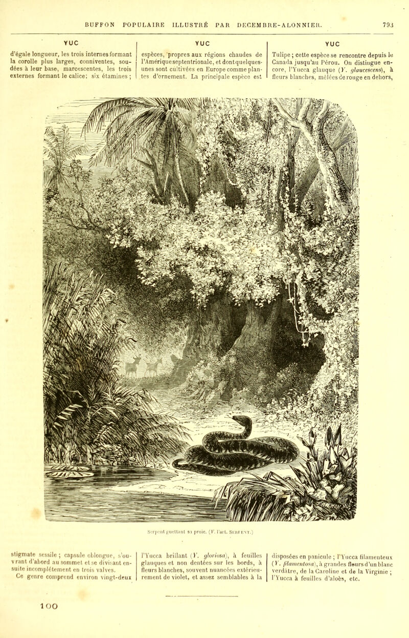 YUC d’égale longueur, les trois internes formant la corolle plus larges, conniventes, sou- dées à leur base, marcescentes, les trois externes formant le calice; six étamines ; YUC espèces, propres aux régions chaudes de l’Amériqueseptentrionale, et dontquelques- unes sont cultivées en Europe comme plan- tes d’ornement. La principale espèce est YUC Tulipe ; cette espèce se rencontre depuis le Canada jusqu’au Pérou. On distingue en- core, l’Yucca glauque (F. glaucescens), à fleurs blanches, mêlées de rouge en dehors, stigmate sessile ; capsule oblongue, s’ou- vrant d’abord au sommet et se divisant en- suite incomplètement en trois valves. Ce genre comprend environ vingt-deux Serpent guettant si proie. (K. l’art. Seufent.) l’Yucca brillant (F. gloriusa), à feuilles glauques et non dentées sur les bords, à fleurs blanches, souvent nuancées extérieu- rement de violet, et assez semblables à la disposées en panicule ; l’Yucca filamenteux (V. filamentosa), h grandes fleurs d’un blanc verdâtre, de la Caroline et de la Virginie ; l’Yucca à feuilles d’aloès, etc. 1 oo