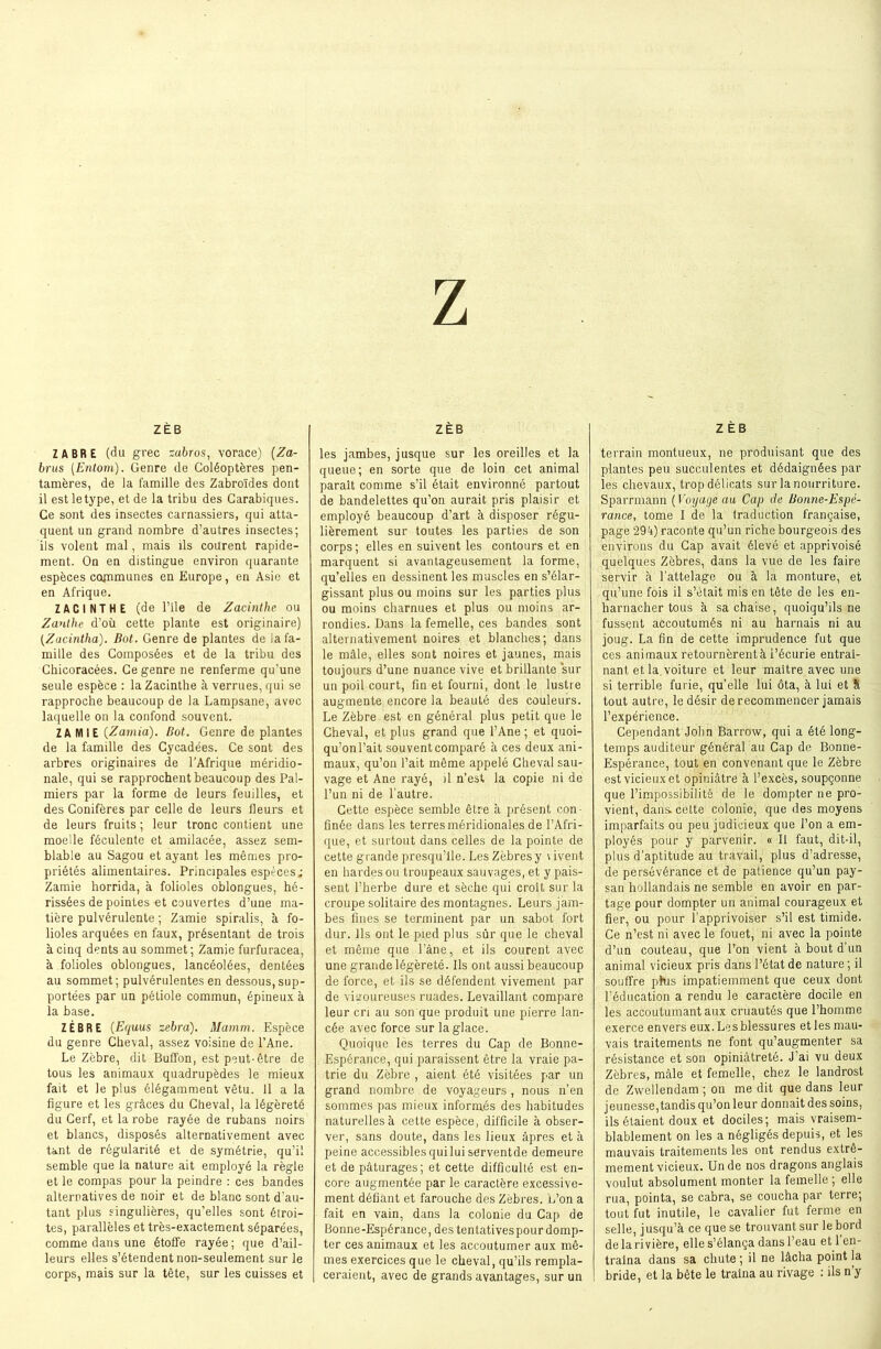 Z ZÈB ZABRE (du grec zabros, vorace) (Za- brus (Entom). Genre de Coléoptères pen- tamères, de la famille des Zabroïdes dont il est letype, et de la tribu des Carabiques. Ce sont des insectes carnassiers, qui atta- quent un grand nombre d’autres insectes; ils volent mal, mais ils courent rapide- ment. On en distingue environ quarante espèces communes en Europe, en Asie et en Afrique. ZAC INT HE (de l’ile de Zacinthe ou Zanthe d'où cette plante est originaire) (Zacintha). Bot. Genre de plantes de la fa- mille des Composées et de la tribu des Chicoracées. Ce genre ne renferme qu’une seule espèce : la Zacinthe à verrues, qui se rapproche beaucoup de la Lampsane, avec laquelle on la confond souvent. ZAMIE (Zarnia). Bot. Genre de plantes de la famille des Cycadées. Ce sont des arbres originaires de l’Afrique méridio- nale, qui se rapprochent beaucoup des Pal- miers par la forme de leurs feuilles, et des Conifères par celle de leurs fleurs et de leurs fruits; leur tronc contient une moelle féculente et amilacée, assez sem- blable au Sagou et ayant les mêmes pro- priétés alimentaires. Principales espèces; Zamie horrida, à folioles oblongues, hé- rissées de pointes et couvertes d’une ma- tière pulvérulente ; Zamie spiralis, à fo- lioles arquées en faux, présentant de trois à cinq dents au sommet; Zamie furfuracea, à folioles oblongues, lancéolées, dentées au sommet; pulvérulentes en dessous,sup- portées par un pétiole commun, épineux à la base. ZÈBRE (Equus zébra). Mamm. Espèce du genre Cheval, assez voisine de l’Ane. Le Zèbre, dit BulTon, est peut-être de tous les animaux quadrupèdes le mieux fait et le plus élégamment vêtu. Il a la figure et les grâces du Cheval, la légèreté du Cerf, et la robe rayée de rubans noirs et blancs, disposés alternativement avec tant de régularité et de symétrie, qu’il semble que la nature ait employé la règle et le compas pour la peindre : ces bandes alternatives de noir et de blanc sont d’au- tant plus singulières, qu’elles sont étroi- tes, parallèles et très-exactement séparées, comme dans une étoffe rayée ; que d’ail- leurs elles s’étendent non-seulement sur le corps, mais sur la tête, sur les cuisses et ZÈB les jambes, jusque sur les oreilles et la queue; en sorte que de loin cet animal parait comme s’il était environné partout de bandelettes qu’on aurait pris plaisir et employé beaucoup d’art à disposer régu- lièrement sur toutes les parties de son corps; elles en suivent les contours et en marquent si avantageusement la forme, qu’elles en dessinent les muscles en s’élar- gissant plus ou moins sur les parties plus ou moins charnues et plus ou moins ar- rondies. Dans la femelle, ces bandes sont alternativement noires et blanches; dans le mâle, elles sont noires et jaunes, mais toujours d’une nuance vive et brillante sur un poil court, fin et fourni, dont le lustre augmente encore la beauté des couleurs. Le Zèbre est en général plus petit que le Cheval, et plus grand que l’Ane; et quoi- qu’on l’ait souvent comparé à ces deux ani- maux, qu’on l’ait même appelé Cheval sau- vage et Ane rayé, il n’est la copie ni de l’un ni de l’autre. Cette espèce semble être ’a présent con finée dans les terres méridionales de l’Afri- que, et surtout dans celles de la pointe de cette grande presqu’île. Les Zèbres y \ ivent en hardes ou troupeaux sauvages, et y pais- sent l’herbe dure et sèche qui croit sur la croupe solitaire des montagnes. Leurs jam- bes fines se terminent par un sabot fort dur. Ils ont le pied plus sûr que le cheval et même que l’âne, et ils courent avec une grande légèreté. Us ont aussi beaucoup de force, et ils se défendent vivement par de vigoureuses ruades. Levaillant compare leur cri au son que produit une pierre lan- cée avec force sur la glace. Quoique les terres du Cap de Bonne- Espérance, qui paraissent être la vraie pa- trie du Zèbre , aient été visitées par un grand nombre de voyageurs , nous n’en sommes pas mieux informés des habitudes naturelles à cette espèce, difficile à obser- ver, sans doute, dans les lieux âpres et à peine accessiblesquiluiserventde demeure et de pâturages; et cette difficulté est en- core augmentée par le caractère excessive- ment défiant et farouche des Zèbres. L’on a fait en vain, dans la colonie du Cap de Bonne-Espérance, des tentativespour domp- ter ces animaux et les accoutumer aux mê- mes exercices que le cheval, qu’ils rempla- ceraient, avec de grands avantages, sur un ZÈB terrain montueux, ne produisant que des plantes peu succulentes et dédaignées par les chevaux, trop délicats sur la nourriture. Sparrmann ( Voyage au Cap de Bonne-Espé- rance, tome 1 de la traduction française, page 29h) raconte qu’un riche bourgeois des environs du Cap avait élevé et apprivoisé quelques Zèbres, dans la vue de les faire servir à l’attelage ou à la monture, et qu’une fois il s’était mis en tête de les en- harnacher tous à sa chaise, quoiqu’ils ne fussent accoutumés ni au harnais ni au joug. La fin de cette imprudence fut que ces animaux retournèrentà l’écurie entraî- nant. et la voiture et leur maitre avec une si terrible furie, qu’elle lui ôta, à lui et à tout autre, le désir de recommencer jamais l’expérience. Cependant John Barrow, qui a été long- temps auditeur général au Cap de Bonne- Espérance, tout en convenant que le Zèbre est vicieux et opiniâtre à l’excès, soupçonne que l’impossibilité de le dompter ne pro- vient, dans, cette colonie, que des moyens imparfaits ou peu judicieux que l’on a em- ployés pour y parvenir. « Il faut, dit-il, plus d’aptitude au travail, plus d’adresse, de persévérance et de patience qu’un pay- san hollandais ne semble en avoir en par- tage pour dompter un animal courageux et fier, ou pour l’apprivoiser s’il est timide. Ce n’est ni avec le fouet, ni avec la pointe d’un couteau, que l’on vient à bout d’un animal vicieux pris dans l’état de nature ; il souffre plus impatiemment que ceux dont l’éducation a rendu le caractère docile en les accoutumant aux cruautés que l’homme exerce envers eux.Lesblessures etles mau- vais traitements ne font qu’augmenter sa résistance et son opiniâtreté. J’ai vu deux Zèbres, mâle et femelle, chez le landrost de Zwellendam ; on me dit que dans leur jeunesse,tandis qu’on leur donnait des soins, ils étaient doux et dociles; mais vraisem- blablement on les a négligés depuis, et les mauvais traitements les ont rendus extrê- mement vicieux. Un de nos dragons anglais voulut absolument monter la femelle ; elle rua, pointa, se cabra, se coucha par terre; tout fut inutile, le cavalier fut ferme en selle, jusqu’à ce que se trouvant sur le bord de la rivière, elle s’élança dans l’eau et 1 en- traîna dans sa chute ; il ne lâcha point la bride, et la bête le traîna au rivage : ils n’y