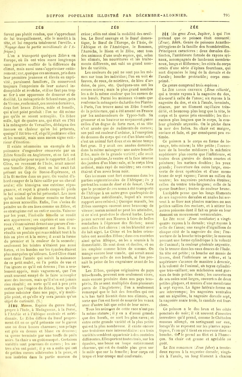 ZÉB furent pas plutôt rendus, que s’approchant de lui tranquillement, elle le mordit à la tête, et lui emporta totalement l’oreille. » (Voyage dans la partie méridionale de l'A- frique.) L’on a transporté quelques Zèbres en Europe, où ils ont vécu assez longtemps sans paraître souffrir de la différence du climat, mais aussi sans s’apprivoiser entiè- rement; car, quoique ces animaux, pris dans leur première jeunesse et élevés en capti- vité , paraissent familiers, ils conservent toujours l’empreinte de leur naturel in- domptable et revêche, et il ne faut pas trop se fier à une apparence de douceur et de docilité. La ménageriede Schœnbrunn, près de Vienne, renfermait, ces années dernières, deux fort beaux Zèbres, mâle et femelle, qui n’ont point produit : l’on ne dit même pas qu’ils se soient accouplés. Un Zèbre mâle, âgé de quatre ans, qui était en 1761 à la ménagerie de Versailles, dédaigna des ânesses en chaleur qu’on lui présenta, quoiqu’il fût très-vif, etqu’il jouâtavec elles et les montât, mais sans aucun signe exté- rieur d’émotion. 11 existe néanmoins un exemple de la puissance d’engendrer conservée par un Zèbre femelle en Angleterre, et ce fait est trop singulier pour nepas le rapporter. Lord Clive, en revenant de l'Inde, avait amené une femelle Zèbre, dont on lui avait fait présent au Cap de Bonne-Espérance, et il la fit mettre dans un parc. On voulut d’a- bord essayer de la faire saillir par un cheval arabe; elle témoigna une extrême répu- gnance, et reçut à grands coups de pieds le bel animal qu’on lui présentait. Les ânes qu’on voulut lui donner ensuite ne furent pas mieux accueillis. Enfin, l’on s’avisa de peindre un de ces ânes comme un Zèbre, et ce stratagème eut un entier succès. Vaincue par les yeux, l’indocile femelle se rendit aux apparences; ses caprices et son cour- roux s’évanouirent devantune parure d’em- prunt, et l’accouplement eut lieu. Il eu résulta un poulain qui ressemblait tout à la fois au père et à la mère; il avait la forme du premier et la couleur de la seconde; seulement les teintes n’étaient pas aussi fortes, et les bandes sur les épaules étaient plus marquées qu’ailleurs. Lord Clive étant mort dans l’année qui suivit la naissance de ce petit mulet, on l’a perdu de vue et l’on ignore ce qu’il est devenu ; l’on a seu- lement appris, mais vaguement, que l’on avait souvent essayé de le faire accoupler avec des ânesses, mais qu’il n’en est jamais rien résulté ; en sorte qu’il est à peu près certain que l’espèce du Zèbre, bien qu elle puisse subsister dans nos pays, n’y multi- plie point, et qu’elle n’y sera jamais qu’un objet de curiosité. (S.) ZÉBU. Marnm. Espèce du genre Bœuf, propre à l’Inde, à Madagascar, à la Perse, à l’Arabie et â l’Afrique centrale et méri- dionale. Le Zébu diffère du Bœuf propre- ment dit en ce qu’il présente sur le garrot une ou deux bosses charnues; son pelage est gris en dessus et blanc en dessous ; sa queue terminée par une touffe de poils noirs. Sa chair a un goûtmusqué. Certaines variétés sont pourvues de cornes ; les au- tres n’en ont point; il y en a enfin qui ont de petites cornes adhérentes à la peau, et non insérées dans la partie osseuse du ZÉB crâne; elles ont ainsi la mobilité des oreil- les. Le Bœuf sauvage et le Bœuf domes- tique, le Bœuf de l’Europe, de l’Asie, de l’Afrique et de l’Amérique, le Bonasus, l’Aurochs, le Bison et le Zébu, sont tous des animaux d’une seule espèce, qui, selon les climats, les nourritures et les traite- ments différents, ont subi un grand nom- bre de variétés. Les couleurs du poil ne sont pas les mê- mes sur tous les individus; l’on en voit de fauves, de roux, de noirâtres, de bleu d’ar- doise, de pies, etc. Quelques-uns ont les cornes noires ; mais le plus grand nombre les a de la même couleur que les cornes de nos bœufs. Parmi les animaux vivants que renferme la ménagerie du Jardin des Plantes à Paris, l’on trouve aussi un Zébu femelle de la petite race, qui a été amené en France par les ambassadeurs de Typoo-Saïb. Sa grosseur et sa hauteur ne surpassent guère celles d’un dogue de forte race, et sa tête n’est armée que de rudiments de cornes; son poil est couleur d’ardoise, à l’exception du dessous du corps qui est d’un blanc sale; c’est un animal fort doux et en même temps fort gras. Il y avait ces années dernières dans la même ménagerie une autre femelle Zébu, mais de la grande variété; elle avait aussi la poitrine,le ventre et la face interne des jambes d’un blanc sale, et le corps bleu ardoisé, mais rayé de noirâtre ; ses cornes étaient d’un assez beau noir. Ces animaux sont fort communs dans les parties septentrionales de l’Afrique; ils y portentles nomsde dant et de lampt. (i\ota que le premier de ces noms a été transporté de l’Afrique à un autre gros quadrupède de l’Amérique méridionale, lequel n’a aucun rapport avec celui-ci.) Quoique massifs, les Zébus sauvages courent avec beaucoup de vitesse: aucun animal ne peut les atteindre, si ce n’est peut-être le cheval barbe. Leurs peaux servent aux Maures à faire de belles rondaches à l’épreuve des flèches; aussi sont-elles fort chères : on les blanchit avec du lait aigri. La Chine et les Indes orien- tales ont aussi des Zébus; dans ces contrées ainsi qu’en Afrique, on les a soumis à la domesticité. Us sont doux et dociles, et ou les emploie comme bêtes de somme. On mange encore leur viande, qui serait aussi bonne que celle de nos bœufs, si l’on pre- nait la peine de les engraisser avant de les tuer. Les Zébus, quoique originaires de pays très-chauds, peuvent non-seulement vivre, mais encore produire dans nos pays tem- pérés. Ils se sont multipliés dans plusieurs parcs de l’Angleterre; l’on a seulement remarqué que Te lait des femelles qui ont mis bas tarit bientôt dans nos climats, en sorte que l’on est forcé de nourrir les veaux avec d’autre lait que celui de leur mère. Tous les animaux de cette race n’ont pas la même stature ; il y en a d’aussi grands que des bœufs, ce sort les plus rares ; et entre cette grande variété et la plus petite qui est la plus nombreuse, il existe encore une troisième race intermédiaire: ccs trois variétés semblent appartenir à des contrées différentes. Ellesportent toutes trois, sur les épaules, une bosse ou loupe entièrement charnue, qui est du double plus gros sur le mâle que sur la femelle ; leur corps est trapu et leur croupe mal conformée. ZÉE ZÉE (du grec Zeus, Jupiter, à qui l’on prétend que ce poisson était consacré) (Zeus). Ichth. Genre de poissons Acantbo- ptérygiensde la famille des Scombéroïdes. Principaux caractères : deux dorsales dis- tinctes, l’antérieure formée de rayons spi- naux, accompagnés de lambeaux membra- neux, longs et filiformes ; les côtés du corps ornés d’une série d’épines fourchues, qui sont disposées le long de la dorsale et de l’anale ; bouche protractile ; corps com- primé. Ce genre comprend trois espèces : Le Zée longs cheveux (Zeus ciliaris), qui a trente rayons à la nageoire du dos, dix-neuf à celle de l’anus; six rayons à la nageoire du dos, et six à l’anale, terminés, chacun, par un filament capillaire très- délié, et beaucoup plus long que la tête, le corps et la queue pris ensemble; les tho- racines plus longues que le corps, la cou- leur générale argentée. On le pêche dans la mer des Indes. Sa chair est maigre, coriace et fade, et par conséquent peu es- timée. Ce poisson a le corps en forme de lo- zange, très-mince; la tête petite ; l’ouver- ture de la bouche médiocre; la mâchoire supérieure plus courte que l’inférieure, et toutes deux garnies de dents courtes et pointues; les narines doubles; les yeux grands; l’ouverture des ouïes large, cou- verte de deux opercules et d’une mem- brane de sept rayons; l’anus au milieu du ventre; les nageoires pectorales étroites; celles du ventre très-longues; celle delà queue fourchue; toutes de couleur brune. Lacépède pense que les longs filaments de ses nageoires dorsales et anales lui ser- vent à se fixer aux plantes marines ou aux petites saillies des rochers, et à attirer les autres poissons dont il fait sa proie en leur donnant un mouvement vermiculaire. Le Zée rusé (Zeus insidialor) a vingt- quatre rayons à la dorsale; vingt rayons à celle de l'anus; une rangée d’aiguillons de chaque côté de la nageoire du dos; l’ou- verture de la bouche très-petite; le museau prenant une forme cylindrique à la volonté de l’animal ; la couleur générale argentée. On le trouve dans les eaux douces de l’Inde. Sa tête est petite ; sa bouche est munie de lèvres, dont l’inférieure se relève, et la supérieure s’avance de manière à devenir, à la volonté de l’animal, un tuyau cylindri- que très-saillant; ses mâchoires sont gar- nies de trois petites dents; les ouvertures de ses ouïes sent larges, couvertes de deux petites plaques, et munies d’une membrane à sept rayons. La ligne latérale forme un arc interrompu; les nageoires ventrales ont un aiguillon, la nageoire dorsale sept, la nageoire anale trois, la caudale est four- chue. Ce poisson a le dos brun et les côtés ponctués de noir; il vit souvent d’insectes terrestres qu’il prend, comme le Chétodon museau allongé, en seringuant sur eux, lorsqu’ils se reposent sur les plantes aqua- tiques, l’eau qu’il tient en réservoir dans sa bouche. Oif le prend au filet et à l’hame- çon. Sa chair est grasse et agréable au goût. Le Zée forgeron (Zeus faber) a trente- deux rayons à la nageoire dorsale; vingt- six à l’anale, un long filament à chacun