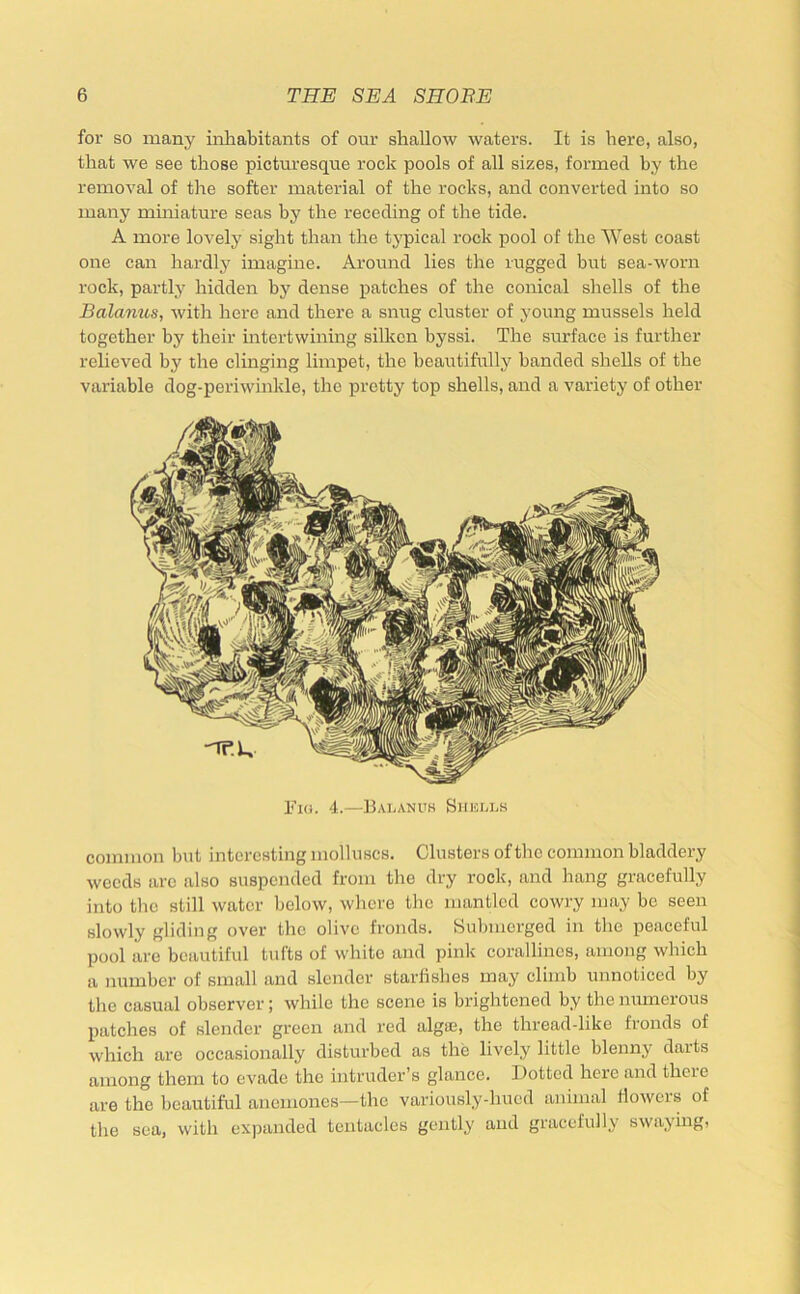 for so many inhabitants of our shallow waters. It is here, also, that we see those picturesque rock pools of all sizes, formed by the removal of the softer material of the rocks, and converted into so many mmiature seas by the receding of the tide. A more lovely sight than the typical rock pool of the West coast one can hardly imagine. Around lies the rugged but sea-worn rock, partly hidden by dense patches of the conical shells of the Balanus, with here and there a smrg cluster of young mussels held together by their intertwining silken byssi. The surface is further relieved by the clinging limpet, the beautifully banded shells of the variable dog-periwinkle, the pretty top shells, and a variety of other Fi(i. 4.—13Ai,ANUS Shells common but interesting molluscs. Clusters of the common bladdery weeds are also suspended from the dry rock, and hang gracefully into the still water below, where the mantled cowry may be seen slowly gliding over the olive fronds. Submerged in the peaceful pool are beautiful tufts of white and pink corallines, among which a number of small and slender starfishes may climb unnoticed by the casual observer; while the scene is brightened by the numerous patches of slender green and red algie, the thread-like fronds of which are occasionally disturbed as the lively little blenny darts among them to evade the intruder’s glance. Dotted heie and there are the beautiful anemones—the variously-hued animal dowers of the sea, with expanded tentacles gently and gracefully swajmg,