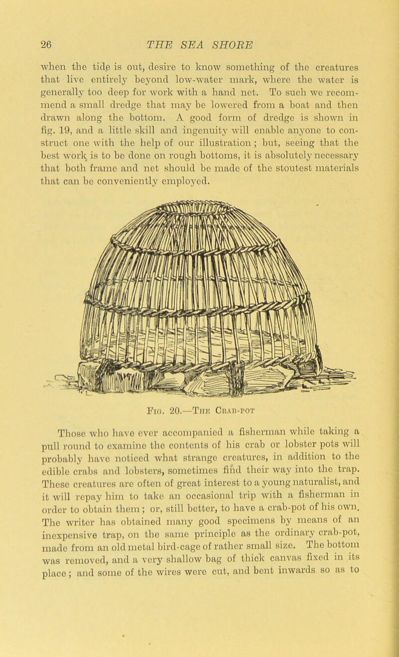 when the tid.e is out, desire to know something of the creatures that live entirely beyond low-water mark, wliere the water is generally too deep for work with a hand net. To such we recom- mend a small dredge tliat may be lowered from a boat and then di’awn along the bottom. A good form of dredge is shown in fig. 19, and a little skill and ingenuity will enable anyone to con- struct one with the help of our illustration ; but, seeing that the best work is to be done on rough bottoms, it is absolutely necessary that both frame and net should bo made of the stoutest materials that can be conveniently employed. Fici. 20.—Tiik CiiAu-roT Tliose who haA’G over accompanied a fisherman while taking a pull round to examine the contents of his crab or lobster pots will probably have noticed what strange creatures, in addition to the edible crabs and lobsters, sometimes find their way into the trap. These ci'eatures are often of great interest to a young naturalist, and it will repay him to take an occasional trip with a fisherman in order to obtain them; or, still better, to have a crab-pot of his own. The writer has obtained many good specimens by means of an inexpensive trap, on the same principle as the ordinary crab-pot, made from an old metal bird-cage of rather small size. The bottom was removed, and a very shallow bag of thick canvas fixed in its place; and some of the wires were cut, and bent inwards so as to