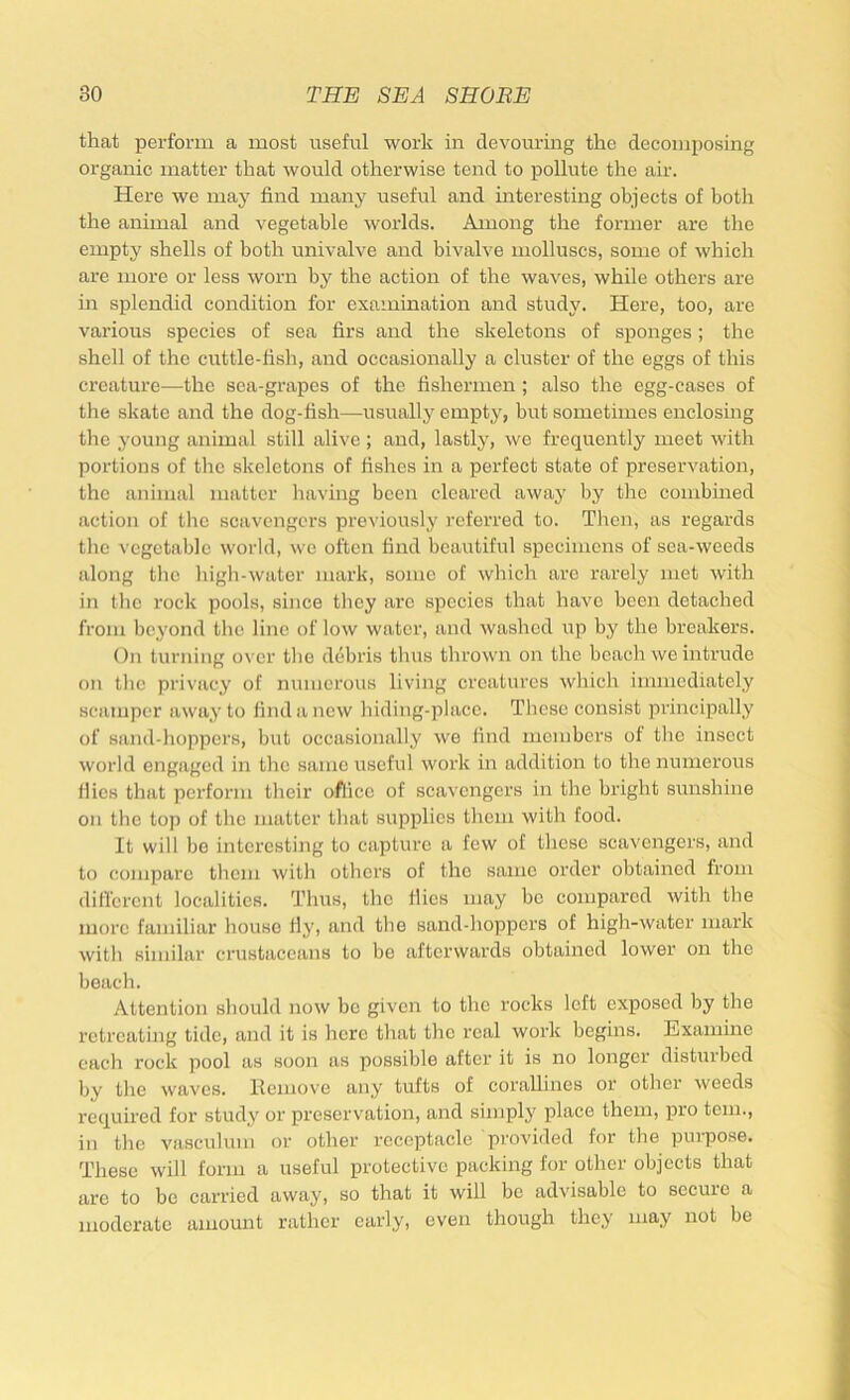 that perform a most useful work in devouring the decomposing organic matter that would otherwise tend to pollute the air. Here we may find many useful and interesting objects of both the animal and vegetable worlds. Among the former are the empty shells of both univalve and bivalve molluscs, some of which are more or less worn by the action of the waves, while others are in splendid condition for examination and study. Here, too, arc various species of sea firs and the skeletons of sponges; the shell of the cuttle-fish, and occasionally a cluster of the eggs of this creature—the sea-grapes of the fishermen ; also the egg-cases of the skate and the dog-fish—usually empty, but sometimes enclosing the young animal still alive ; and, lastly, we frequently meet with portions of the skeletons of fishes in a perfect state of preservation, the animal matter having been cleared away by the combined action of the scavengers previously referred to. Then, as regards the vegetable world, we often find beautiful specimens of sca-weeds along the high-water mark, some of which arc rarely met with in the rock pools, since they arc species that have been detached from beyond the line of low water, and washed up by the breakers. On turning over the debris thus thrown on the beach we intrude on the privacy of numerous living creatures which immediately scamper away to find a new hiding-place. These consist principally of sand-hoppers, but occasionally we find members of the insect world engaged in the same useful work in addition to the numerous flics that perform their office of scavengers in the bright sunshine on the top of the matter that supplies them with food. It will be interesting to capture a few of these scavengers, and to compare them with others of the same order obtained from different localities. Thus, the flics may be compared with the more familiar house fly, and the sand-hoppers of high-water mark with similar crustaceans to be afterwards obtained lower on the beach. Attention should now be given to the rocks left exposed by the retreating tide, and it is here that the real work begins. Examine each rock pool as soon as possible after it is no longer disturbed by the waves, llcmove any tufts of corallines or other weeds required for study or preservation, and siniply place them, pro tern., in the vasculum or other receptacle provided for the purpose. These will form a useful protective packing for other objects that arc to be carried away, so that it will be advisable to secure a moderate amount rather early, even though they may not be