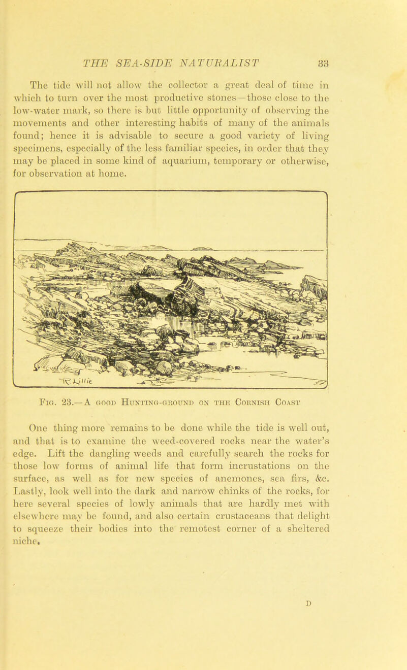 The tide M'ill not allow the collector a veat deal of time in which to turn over the most productive stones —those close to the low-water mark, so there is hue little opportunity of observing the movements and other interesting habits of many of the animals found; hence it is advisable to secure a good variety of living specimens, especially of the less familiar species, in order that they may be placed in some kind of aquarium, temporary or otherwise, for observation at home. Fio. 23.—A onoi) Hunting-ground on the Cornish Coast One thmg more remains to be done while the tide is w'ell out, and that is to examine the weed-covered rocks near the water’s edge. Lift the dangling weeds and carefully search the rocks for those low forms of animal life that form incrustations on the surface, as well as for new species of anemones, sea firs, &c. Lastly, look well into the dark and narrow chinks of the rocks, for here several species of lowly animals that are hardly met with elsewhere may be found, and also certain crustaceans that delight to squeeze their bodies into the remotest corner of a sheltered niche. D