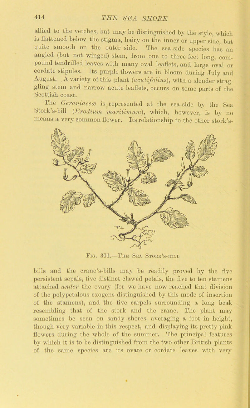 allied to the vetches, but may be distinguished by the style, which is flattened below the stigma, hairy on the inner or upper side, but quite smooth on the outer side. The sea-side species has an angled (but not winged) stem, from one to three feet long, com- pound tendrillcd leaves with manj^ oval leaflets, and large oval or cordate stipules. Its purple flowers are in bloom during .July and August. A variety of this plant {acu tifoUus), with a slender strag- gling stem and narrow acute leaflets, occurs on some parts of the Scottish coast. The Gcraniaceee is represented at the sea-side by the Sea Stork’s-hill {Erodiiim maritimum), which, however, is by no mcaiis a very common flower. Its relationship to the other stork’s- bills and the crane’s-bills may he readily proved by the five persistent sepals, five distinct clawed petals, the five to ten stamens attached under the ovary (for wo have now reached that division of the polypetalous exogens distinguished by this mode of insertion of the stamens), and the five carpels siuTounding a long beak resembling that of the stork and the crane. The plant may sometimes be seen on sandy shores, averaging a foot in height, though very variable in this respect, and displaying its pretty pink flowers during the whole of the summer. The principal features by which it is to be distinguished from the two other British plants of the same species are its ovate or cordate leaves with vci\v
