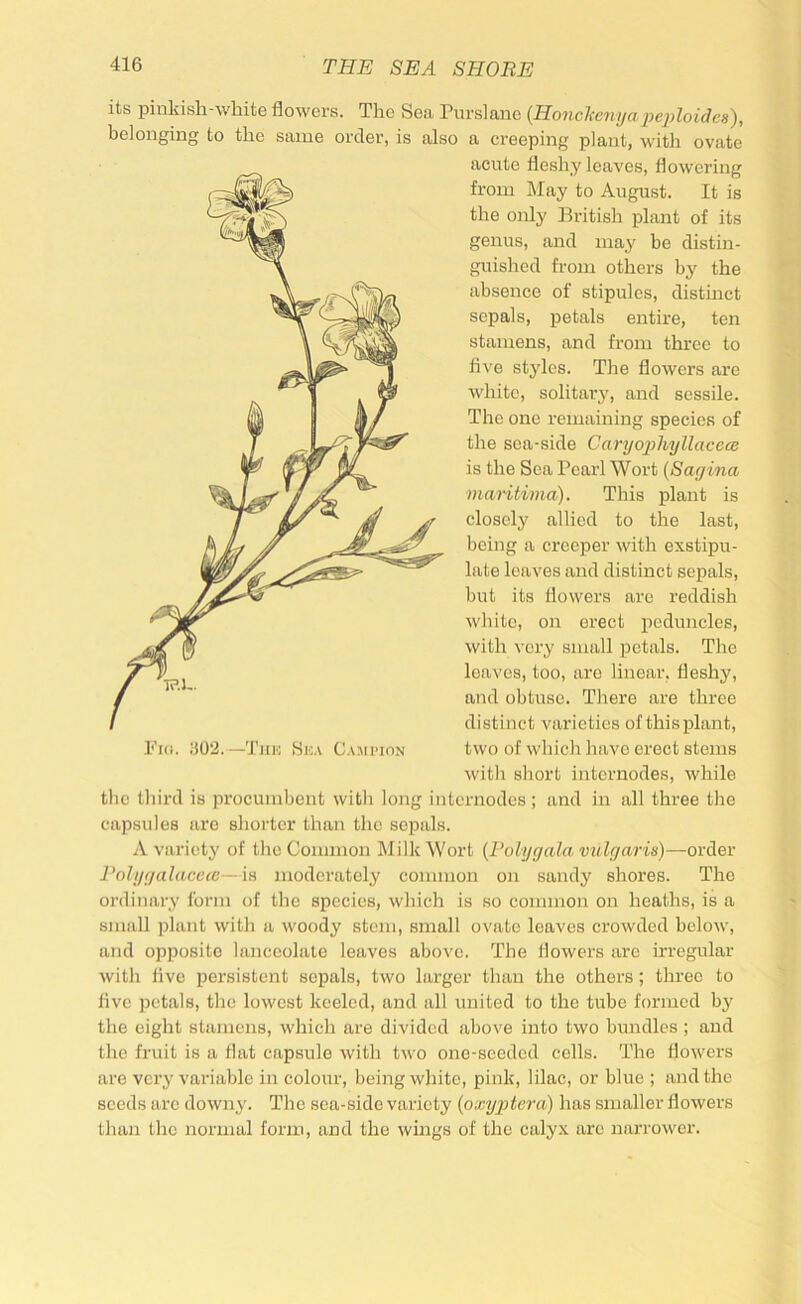 its pinkish-white flowers. The Sea Purslane {Honcl<c7iyapeiiloidea), belonging to the same order, is also a ci'eeping plant, with ovate acute fleshy leaves, flowering fi'om May to August. It is the only British plant of its genus, and may be distin- guished from others by the absence of stipules, distinct sepals, petals entire, ten stamens, and from three to five styles. The flowers are white, solitar}', and sessile. The one remaining species of the sea-side CarijojAiyllacece is the Sea Pearl Wort (Sagina ’mantima). This plant is closely allied to the last, being a creeper with exstipu- late leaves and distinct sepals, but its flowers are reddish white, on erect peduncles, with very small petals. The leaves, too, are linear, fleshy, and obtuse. There are three distinct varieties of this plant, I'ki. 302.—The Hea Campion two of which have erect stems with short internodes, while the third is procumbent with long internodes; and in all three the capsules are shorter than the sepals. A variety of the Common Milk Wort {Polygala v7dga)-is)~-ovdev PolygalacecB—m moderately common on sandy shores. The ordinary form of the species, which is so common on heaths, is a small plant with a woody stem, small ovate leaves crowded below, and opposite lanceolate leaves above. The flowers arc irregular with five persistent sepals, two larger than the others; three to live petals, the lowest keeled, and all united to the tube formed by the eight stamens, which are divided above into two bundles ; and the fruit is a flat capsule with two one-seeded cells. The flowers are very variable in colour, being white, pink, lilac, or blue ; and the seeds are downy. The sea-side variety {oxygjtera) has smaller flowers than the normal form, and the wings of the calyx are narrower.