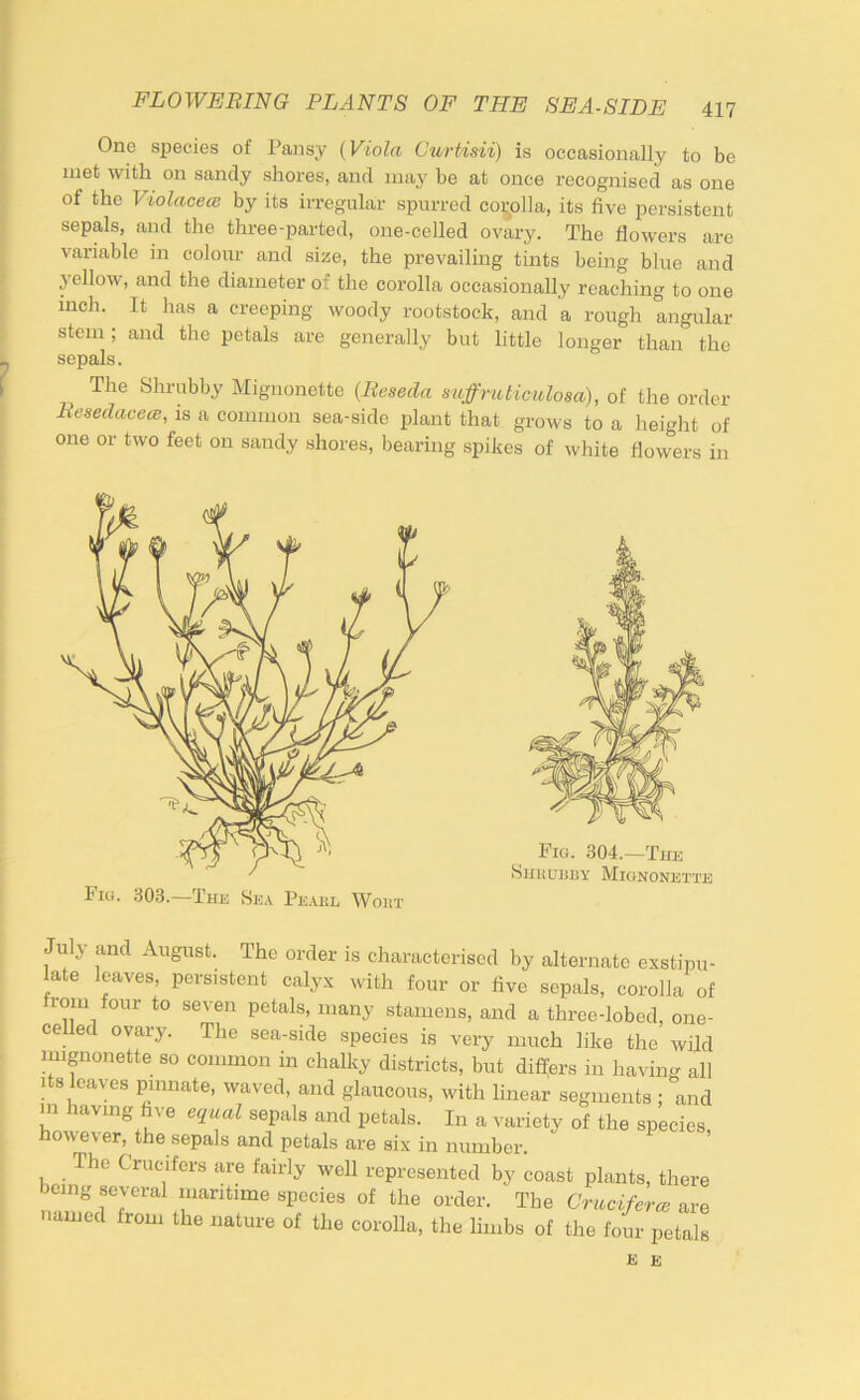 One species of Pansy {Viola Curtisii) is occasionally to be met with on sandy shores, and may be at once recognised as one of the Violaceee by its irregular spurred coi;olla, its five persistent sepals, and the three-parted, one-celled ovary. The flowers are variable in colour and size, the prevailing tints being blue and yellow, and the diameter of the corolla occasionally reaching to one inch. It has a creeping woody rootstock, and a rough angular stem; and the petals are generally but little longer than the sepals. The Shrubby Mignonette {Reseda suffruticulosa), of the order Resedaceo}, is a common sea-side plant that grows to a height of one or two feet on sandy shores, bearing spikes of white flowers in Fig. 303, The 8ea Peakl Woht July and August. The order is characterised by alternate exstipu- late leaves, persistent calyx with four or five sepals, corolla of from four to seven petals, many stamens, and a three-lobed, one- ceUed ovary. The sea-side species is very much like the wild mignonette so common in chalky districts, but difiprs in having all 1 8 leaves pumate, waved, and glaucous, with linear segments ; and m having hN-e equal sepals and petals. In a variety of the species, however, the sepals and petals are six in number. The Crucifers are fairly well represented by coast plants, there being several maritime species of the order. The Cruciferce are named from the nature of the corolla, the limbs of the four petals K E
