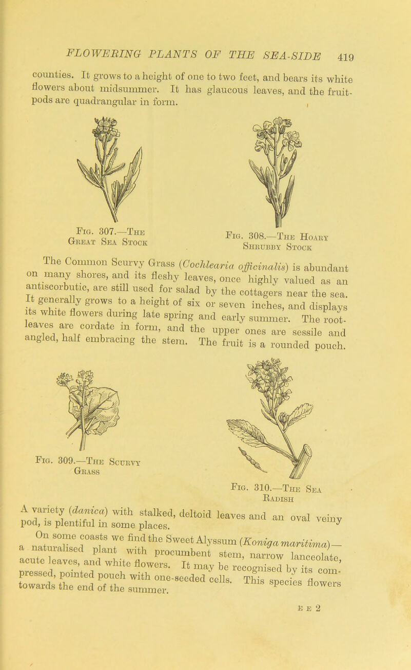 counties. It grows to a height of one to two feet, and bears its white flowers about midsummer. It has glaucous leaves, and the fruit- pods are quadrangular in form. , The Common Scurvy Grass {Cochlearia officinalis) is abundant on many shores, and its fleshy leaves, once highly valued as an antiscoibutic, are stfll used for salad by the cottagers near the sea. It generally grows to a height of six or seven inches, and displays ts white flowei^ during late spring and early summer. The root- and angled, half embracing the stem. The fruit is a rounded pouch. Radish A variety (danica) with stalked, deltoid leaves and an oval veiny l^od, 18 plentiful in some places. ^ On some coasts we find the Sweet Alyssum (Konigamaritima)- a naturalised plant with procumbent stem, narrow lanceolate acute leaves, and white flowers. It may be recognised by its com’ Ta* thTenl oh£ :;lr K E 2