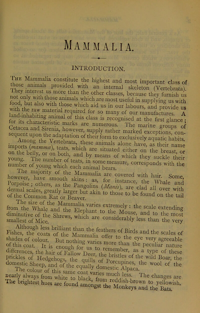 Mammalia. INTRODUCTION. Mammflm COn^ltjte the highest and most important class of ose animals provided with an internal skeleton (Vertebra,ta) Ihey interest us more than the other classes, because they furnish us fond0 1th t l0Sie ?imals whlch are most useful in supplying us with V Th t WSe WhiGh aid US in labours, and providers th the raw material required for so many of our manufactures. A and-mhabiting animal of this class is recognised at the first glance • for its characteristic marks are numerous The marine m-oups of Cetacea and Sirema, however, supply rather marked exceptions con- q ent upon the adaptation of their form to exclusively aqiatic habits Among the Vertebrata, these animals alone have as to name mports (mammce), teats, which are situated either on the breast or young6 Th7; iitoe't’t^ ^ “ °f the/^K nuniber of young which'with ^ for ,SOmeH smallest of Mice. ’ considerably less than the very Fisht^l™ the scales of shades of colour. Bu nothing varies more tl 6 ^ aSreeable of this coat. It is enoueh forI ' tban the Peculiar nature differences, the hair of Fallow Deer thThnU^1’ /I a ^pe of these prickles of Hedgehogs the ouills’ ^ pbnstles of the wild Boar, the W°01  ^ nearly always from white'to mUCh Iess‘ The changes are The brightest hues are