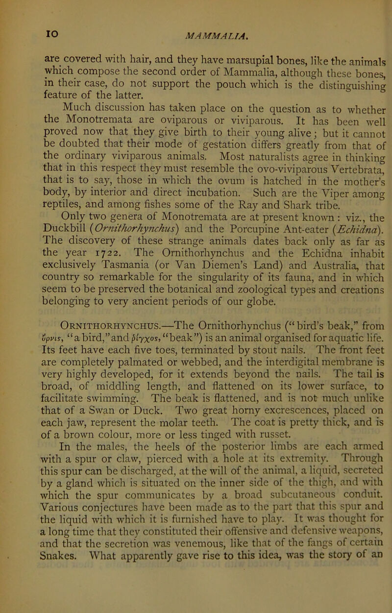 IO are covered with hair, and they have marsupial bones, like the animals which compose the second order of Mammalia, although these bones, in their case, do not support the pouch which is the distinguishing feature of the latter. Much discussion has taken place on the question as to whether the Monotremata are oviparous or viviparous. It has been well proved now that they give birth to their young alive; but it cannot be doubted that their mode of gestation differs greatly from that of the ordinary viviparous animals. Most naturalists agree in thinking that in this respect they must resemble the ovo-viviparous Vertebrata, that is to say, those in which the ovum is hatched in the mother’s body, by interior and direct incubation. Such are the Viper among reptiles, and among fishes some of the Ray and Shark tribe. Only two genera of Monotremata are at present known : viz., the Duckbill (Ornithorhynchus) and the Porcupine Ant-eater {Echidna). The discovery of these strange animals dates back only as far as the year 1722. The Ornithorhynchus and the Echidna inhabit exclusively Tasmania (or Van Diemen’s Land) and Australia, that country so remarkable for the singularity of its fauna, and in which seem to be preserved the botanical and zoological types and creations belonging to very ancient periods of our globe. Ornithorhynchus.—The Ornithorhynchus (“bird’s beak,” from upvis, “a bird,”and t>lyx°S’ “beak”) is an animal organised for aquatic life. Its feet have each five toes, terminated by stout nails. The front feet are completely palmated or webbed, and the interdigital membrane is very highly developed, for it extends beyond the nails. The tail is broad, of middling length, and flattened on its lower surface, to facilitate swimming. The beak is flattened, and is not much unlike that of a Swan or Duck. Two great horny excrescences, placed on each jaw, represent the molar teeth. The coat is pretty thick, and is of a brown colour, more or less tinged with russet. In the males, the heels of the posterior limbs are each armed with a spur or claw, pierced with a hole at its extremity. Through this spur can be discharged, at the will of the animal, a liquid, secreted by a gland which is situated on the inner side of the thigh, and with which the spur communicates by a broad subcutaneous conduit. Various conjectures have been made as to the part that this spur and the liquid with which it is furnished have to play. It was thought for a long time that they constituted their offensive and defensive weapons, and that the secretion was venemous, like that of the fangs of certain Snakes. What apparently gave rise to this idea, was the story of an