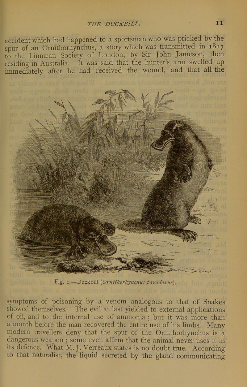 accident which had happened to a sportsman who was pricked by the spur of an Ornithorhynchus, a story which was transmitted in 1817 to the Linnsean Society ot London, by Sir John Jameson, then residing in Australia. It was said that the hunter’s arm swelled up immediately after he had received the wound, and that all the Fig. 1.—Duckbill [Ornithorhynchusparadoxus). symptoms of poisoning by a venom analogous to that of Snakes showed themselves. The evil at last yielded to external applications of oil, and to the internal use of ammonia; but it was more than a month before the man recovered the entire use of his limbs. Many modern travellers deny that the spur of the Ornithorhynchus is a dangerous weapon; some even affirm that the animal never uses it in its defence. What M. J. Verreaux states is no doubt true. According to that naturalist, the liquid secreted by the gland communicating