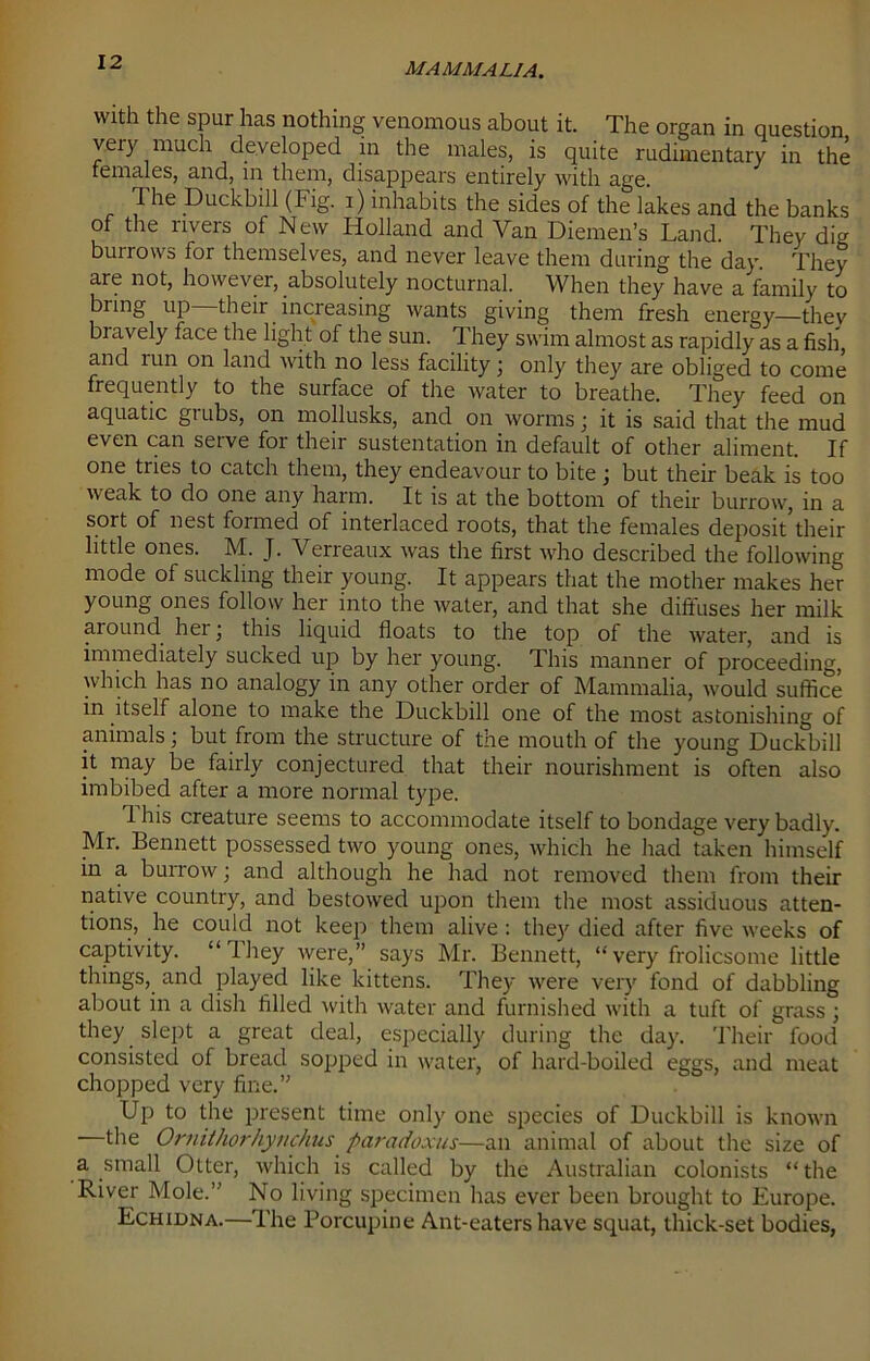 with the spur has nothing venomous about it. The organ in question very much developed in the males, is quite rudimentary in the females, and, in them, disappears entirely with age. 1 he Duckbill (Fig. i) inhabits the sides of the lakes and the banks of the rivers of New Holland and Van Diemen’s Land. They dig burrows for themselves, and never leave them during the day. They are not, however, absolutely nocturnal. When they have a family to kim§ UP their increasing wants giving them fresh energy—they biavely face the light of the sun. 1 hey swim almost as rapidly as a fish and run on land with no less facility ; only they are obliged to come frequently to the surface of the water to breathe. They feed on aquatic grubs, on mollusks, and on worms; it is said that the mud even can serve for their sustentation in default of other aliment. If one tries to catch them, they endeavour to bite ; but their beak is too weak to do one any harm. It is at the bottom of their burrow, in a sort of nest formed of interlaced roots, that the females deposit their little ones. M. J. Verreaux was the first who described the following mode of suckling their young. It appears that the mother makes her young ones follow her into the water, and that she diffuses her milk around her ; this liquid floats to the top of the water, and is immediately sucked up by her young. This manner of proceeding, which has no analogy in any other order of Mammalia, would suffice in itself alone to make the Duckbill one of the most astonishing of animals; but from the structure of the mouth of the young Duckbill it may be fairly conjectured that their nourishment is often also imbibed after a more normal type. 1 his creature seems to accommodate itself to bondage very badly. Mr. Bennett possessed two young ones, which he had taken himself in a burrow; and although he had not removed them from their native country, and bestowed upon them the most assiduous atten- tions, he could not keep them alive : they died after five weeks of captivity. “They were,” says Mr. Bennett, “very frolicsome little things, and played like kittens. They were very fond of dabbling about in a dish filled with water and furnished with a tuft of grass ; they slept a great deal, especially during the day. Their food consisted of bread sopped in water, of hard-boiled eggs, and meat chopped very fine.” Up to the present time only one species of Duckbill is known the Ornithornynchus paradoxus—an animal of about the size of a small Otter, which is called by the Australian colonists “the River Mole.” No living specimen has ever been brought to Europe. Echidna.—The Porcupine Ant-eaters have squat, thick-set bodies,