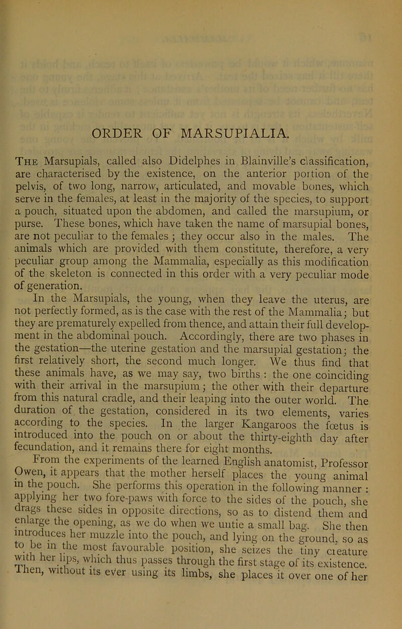 ORDER OF MARSUPIALIA. The Marsupials, called also Didelphes in Blainville’s classification, are characterised by the existence, on the anterior portion of the pelvis, of two long, narrow, articulated, and movable bones, which serve in the females, at least in the majority of the species, to support a pouch, situated upon the abdomen, and called the marsupium, or purse. These bones, which have taken the name of marsupial bones, are not peculiar to the females ; they occur also in the males. The animals which are provided with them constitute, therefore, a very peculiar group among the Mammalia, especially as this modification of the skeleton is connected in this order with a very peculiar mode of generation. In the Marsupials, the young, when they leave the uterus, are not perfectly formed, as is the case with the rest of the Mammalia; but they are prematurely expelled from thence, and attain their full develop- ment in the abdominal pouch. Accordingly, there are two phases in the gestation—the uterine gestation and the marsupial gestation; the first relatively short, the second much longer. We thus find that these animals have, as we may say, two births : the one coinciding with their arrival in the marsupium; the other with their departure from this natural cradle, and their leaping into the outer world. The duration of the gestation, considered in its two elements, varies according to the species. In the larger Kangaroos the foetus is introduced into the pouch on or about the thirty-eighth day after fecundation, and it remains there for eight months. From the experiments of the learned English anatomist, Professor Owen, it appears that the mother herself places the young animal in the pouch. She performs this operation in the following manner : applying her two fore-paws with force to the sides of the pouch, she drags these sides in opposite directions, so as to distend them and enlarge the opening, as we do when we untie a small bag. She then introduces her muzzle into the pouch, and lying on the ground, so as to be in the most favourable position, she seizes the tiny cieature with her lips, which thus passes through the first stage of its existence Ihen, without its ever using its limbs, she places it over one of her