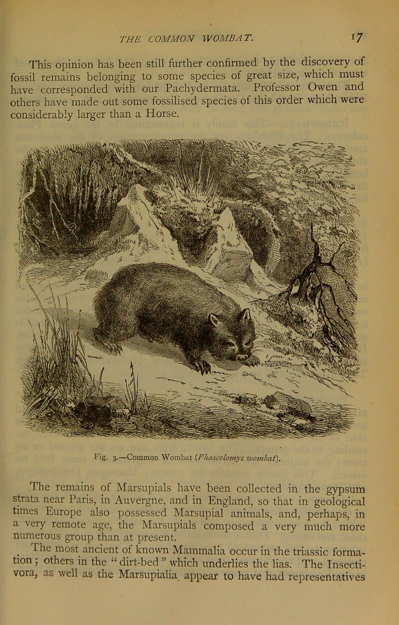 THE COMMON WOMBAT. *7 This opinion has been still further confirmed by the discovery of fossil remains belonging to some species of great size, which must have corresponded with our Pachydermata. Professor Owen and others have made out some fossilised species of this order which were considerably larger than a Horse. Fig. 3.—Common Wombat (Phascolomys wombat). The remains of Marsupials have been collected in the gypsum strata near Paris, in Auvergne, and in England, so that in geological times Europe also possessed Marsupial animals, and, perhaps, in a very remote age, the Marsupials composed a very much more numerous group than at present. . The most ancient of known Mammalia occur in the triassic forma- tion 5 others in the “ dirt-bed ” which underlies the lias. The Insecti- vora, as well as the Marsupialia appear to have had representatives