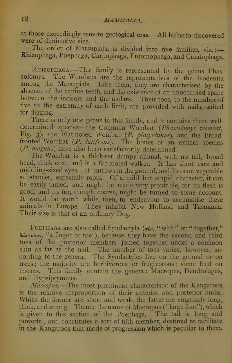 at those exceedingly remote geological eras. All hitherto discovered were of diminutive size. The order of Marsupialia is divided into five families, viz.:— Rhizophaga, Poephaga, Carpophaga, Entomophaga, and Creatophaga. Rhizophaga.—This family is represented by the genus Phas- colomys. The Wombats are the representatives of the Rodentia among the Marsupials. Like them, they are characterised by the absence of the canine teeth, and the existence of an unoccupied space between the incisors and the molars. Their toes, to the number of five to the extremity of each limb, are provided with nails, suited for digging. 1 here is only one genus in this family, and it contains three well- determined species—the Common Wombat (Phascolomys wombat, Fig- s)> the Flat-nosed Wombat (P. platyrhinus), and the Broad- fronted Wombat (P. latifrons). The bones of an extinct species (P. magnus) have also been satisfactorily determined. The Wombat is a thick-set dumpy animal, with no tail, broad head, thick coat, and is a flat-footed walker. It has short ears and middling-sized eyes. It burrows in the ground, and lives on vegetable substances, especially roots. Of a mild but stupid character, it can be easily tamed, and might be made very profitable, for its flesh is good, and its fur, though coarse, might be turned to some account. It would be worth while, then, to endeavour to acclimatise these animals in Europe. They inhabit New Holland and Tasmania. Their size is that of an ordinary Dog. Poephaga are also called Syndactyla (<t6v, “ with ” or “ together,” SAktvAos, “a finger or toe”), because they have the second and third toes of the posterior members joined together under a common skin as far as the nail. The number of toes varies, however, ac- cording to the genera. The Syndactyles live on the ground or on trees; the majority are herbivorous or frugivorous; some feed on insects. This family contain the genera: Macropus, Dendrolagus, and Hypsiprymnus. Macropus.—The most prominent characteristic of the Kangaroos is the relative disproportion, of their anterior and posterior limbs. Whilst the former are short and weak, the latter are singularly long, thick, and strong. Thence the name of Macropus (“large foot”), which is given to this section of the Poephaga. The tail is long and powerful, and constitutes a sort of fifth member, destined to facilitate in the Kangaroos that mode of progression which is peculiar to them.
