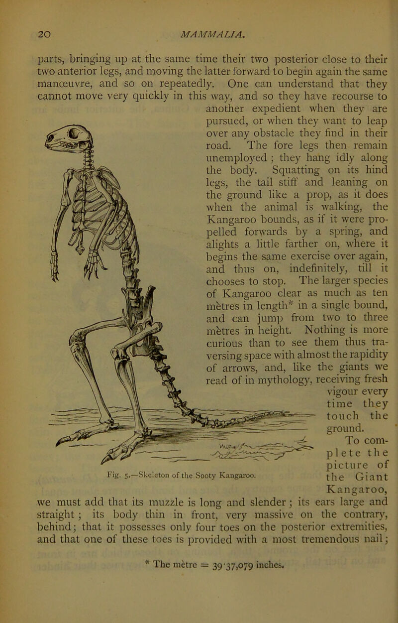 parts, bringing up at the same time their two posterior close to their two anterior legs, and moving the latter forward to begin again the same manoeuvre, and so on repeatedly. One can understand that they cannot move very quickly in this way, and so they have recourse to another expedient when they are pursued, or when they want to leap over any obstacle they find in their road. The fore legs then remain unemployed ; they hang idly along the body. Squatting on its hind legs, the tail stiff and leaning on the ground like a prop, as it does when the animal is walking, the Kangaroo bounds, as if it were pro- pelled forwards by a spring, and alights a little farther on, where it begins the same exercise over again, and thus on, indefinitely, till it chooses to stop. The larger species of Kangaroo clear as much as ten metres in length* in a single bound, and can jump from two to three metres in height. Nothing is more curious than to see them thus tra- versing space with almost the rapidity of arrows, and, like the giants we read of in mythology, receiving fresh vigour every time they touch the ground. To com- p1e t e the picture of the Giant Kangaroo, we must add that its muzzle is long and slender; its ears large and straight ; its body thin in front, very massive on the contrary, behind; that it possesses only four toes on the posterior extremities, and that one of these toes is provided with a most tremendous nail; <* / r Fig. 5,—Skeleton of the Sooty Kangaroo. * The metre = 39'37,079 incites.