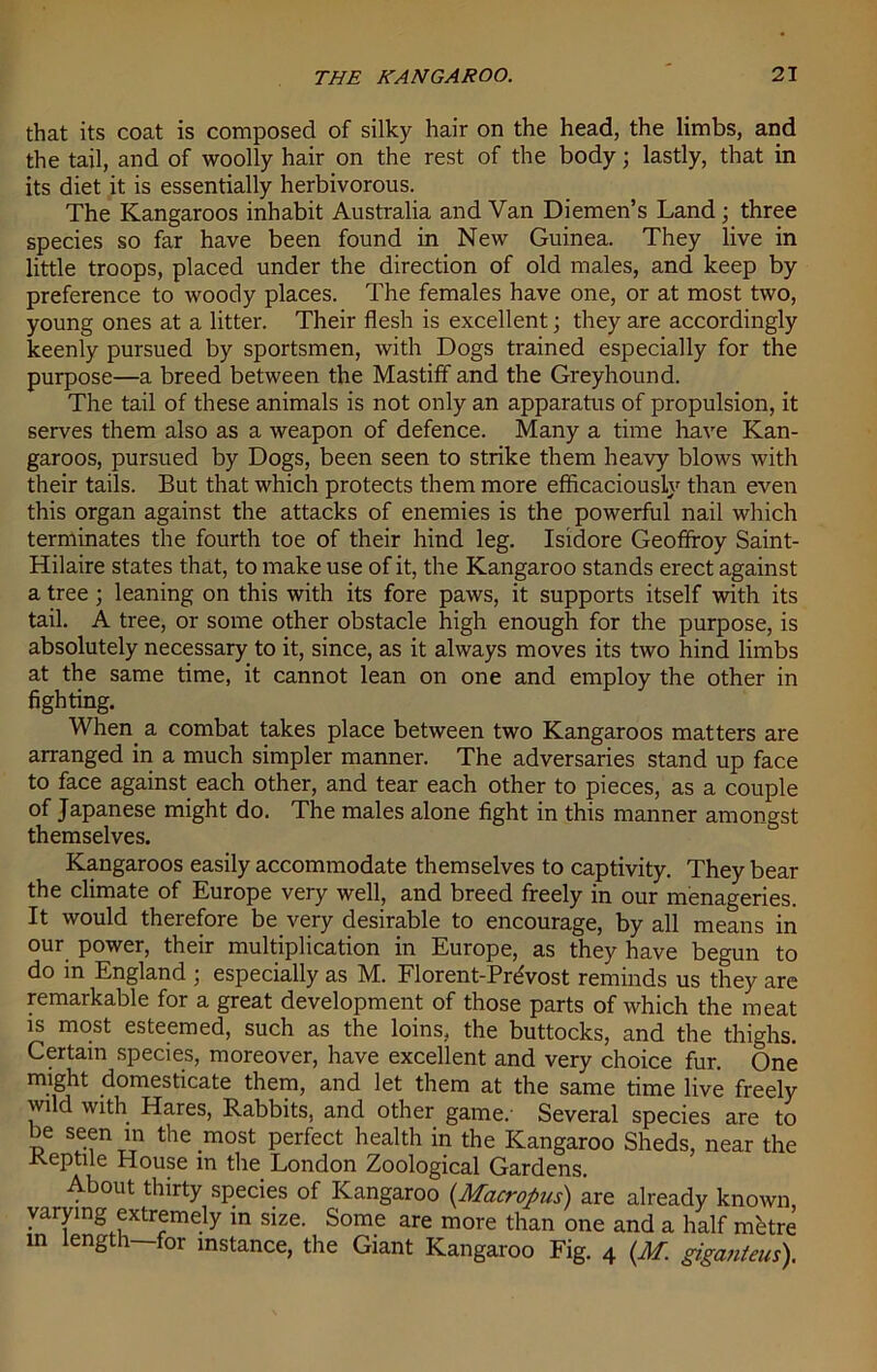 that its coat is composed of silky hair on the head, the limbs, and the tail, and of woolly hair on the rest of the body; lastly, that in its diet it is essentially herbivorous. The Kangaroos inhabit Australia and Van Diemen’s Land; three species so far have been found in New Guinea. They live in little troops, placed under the direction of old males, and keep by preference to woody places. The females have one, or at most two, young ones at a litter. Their flesh is excellent; they are accordingly keenly pursued by sportsmen, with Dogs trained especially for the purpose—a breed between the Mastiff and the Greyhound. The tail of these animals is not only an apparatus of propulsion, it serves them also as a weapon of defence. Many a time have Kan- garoos, pursued by Dogs, been seen to strike them heavy blows with their tails. But that which protects them more efficaciously than even this organ against the attacks of enemies is the powerful nail which terminates the fourth toe of their hind leg. Isidore Geoffroy Saint- Hilaire states that, to make use of it, the Kangaroo stands erect against a tree; leaning on this with its fore paws, it supports itself with its tail. A tree, or some other obstacle high enough for the purpose, is absolutely necessary to it, since, as it always moves its two hind limbs at the same time, it cannot lean on one and employ the other in fighting. When a combat takes place between two Kangaroos matters are arranged in a much simpler manner. The adversaries stand up face to face against each other, and tear each other to pieces, as a couple of Japanese might do. The males alone fight in this manner amongst themselves. Kangaroos easily accommodate themselves to captivity. They bear the climate of Europe very well, and breed freely in our menageries. It would therefore be very desirable to encourage, by all means in our power, their multiplication in Europe, as they have begun to do in England ; especially as M. Florent-Prdvost reminds us they are remarkable for a great development of those parts of which the meat is most esteemed, such as the loins, the buttocks, and the thighs. Certain species, moreover, have excellent and very choice fur. One might domesticate them, and let them at the same time live freely wild with Hares, Rabbits, and other game.- Several species are to be seen in the most perfect health in the Kangaroo Sheds, near the .Keptile House in the London Zoological Gardens. About thirty species of Kangaroo {Macropus) are already known varying extremely in size. Some are more than one and a half metre in length—for instance, the Giant Kangaroo Fig. 4 {M. gigantcus).