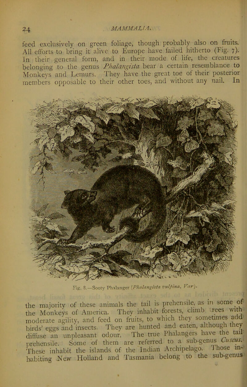 feed exclusively on green foliage, though probably also on fruits. All efforts to bring it alive to Europe have failed hitherto (Fig. 7). In their general form, and in their mode of life, the creatures belonging to the genus Phalangista bear a certain resemblance to Monkeys and Lemurs. They have the great toe of their posterior members opposable to their other toes, and without any nail. In Fig. 8.—Sooty Phalanger [Phalangista vtdfina. Far). the majority of these animals the tail is prehensile, as m some of the Monkeys of America. They inhabit forests, climb .rees with1 moderate agility, and feed on fruits, to which they sometimes add birds' eggs and insects. They are hunted and eaten, although they diffuse an unpleasant odour. The true Phalangers have the tail prehensile. Some of them are referred to a sub-genus Cusctis. These inhabit the islands of the Indian Archipelago. 1 hose in- habiting New Holland and Tasmania belong to the sub-genus-