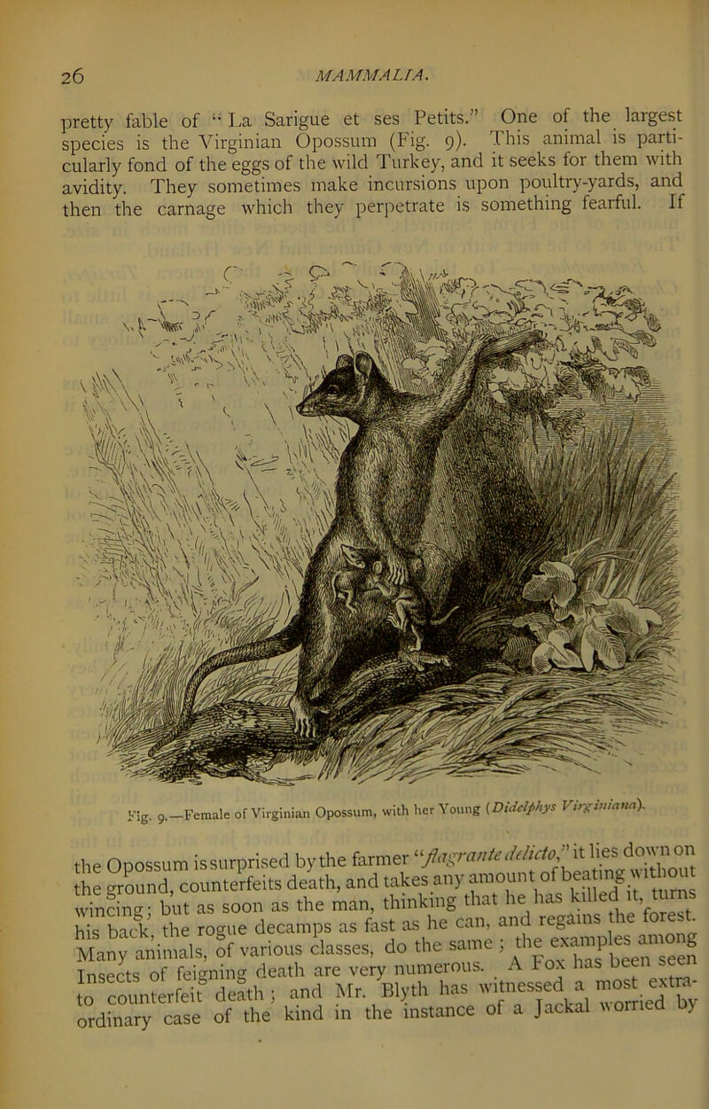 pretty fable of li La Sarigue et ses Petits.” One of the largest species is the Virginian Opossum (Fig. 9). This animal is parti- cularly fond of the eggs of the wild Turkey, and it seeks for them with avidity. They sometimes make incursions upon poultry-yards, and then the carnage which they perpetrate is something fearful. If the Opossum is surprised by the farmer “flagrante ihhcto, it lies do\\ n on the ground, counterfeits death, and takes any amount of beating « nhou vinang- but as soon as the man, thinking that he has killed .t, turns his S, the rogue decamps as fast as he can, and regains the forest Many animals, of various classes, do the same ; ^“aTbeeTsecn Tnsects of feigning death are very numerous. A 1 o\ has b to counterfeit death ; and Mr. Blyth has jesseda most extra- ordinary case of the kind in the instance of a Jackal worried >