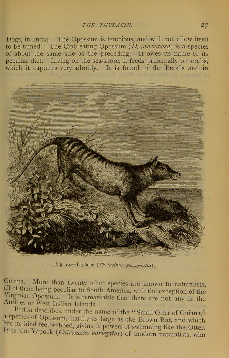 Dogs, in India. The Opossum is ferocious, and will not allow itself to be tamed. The Crab-eating Opossum (D. cancrivora) is a species of about the same size as the preceding. It owes its name to its peculiar diet. Living on the sea-shore, it feeds principally on crabs, which it captures very adroitly. It is found in the Brazils and in I'ig. 10.—Thylacin (Thylacinits cynpfephalus). Guiana. More than twenty other species are known to naturalists, all of them being peculiar to South America, with the exception of the Virginian Opossum. It is remarkable that there are not any in the Antilles or West Indian Islands. Buffon describes, under the name of the “ Small Otter of Guiana,” a species of Opossum, hardly as large as the Brown Rat, and which nas its hind feet webbed, giving it powers of swimming like the Otter, it is the Yapock (Chironectes variegatus) of modern naturalists, who