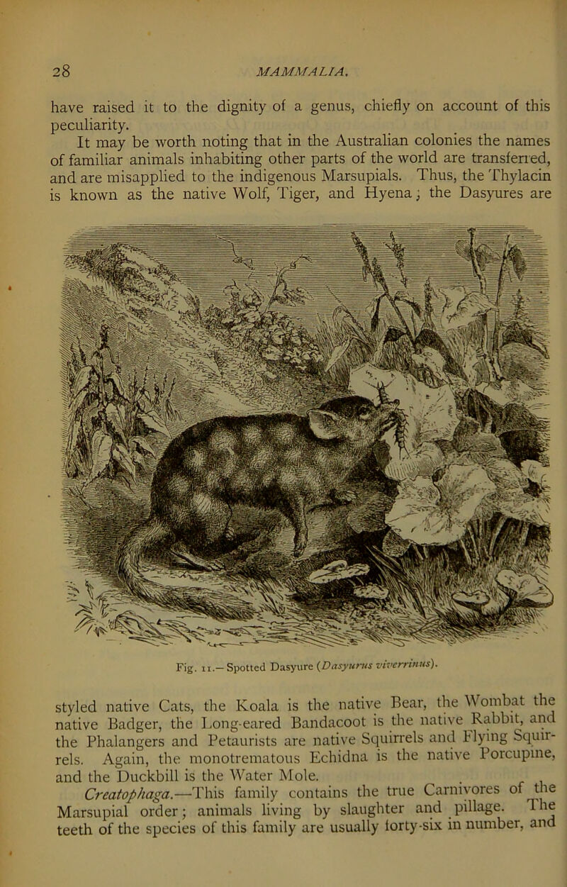 have raised it to the dignity of a genus, chiefly on account of this peculiarity. It may be worth noting that in the Australian colonies the names of familiar animals inhabiting other parts of the world are transferred, and are misapplied to the indigenous Marsupials. Thus, the Thylacin is known as the native Wolf, Tiger, and Hyena; the Dasyures are Fig. II-Spotted Dasyure (Dasyun/s vivcrrinus). styled native Cats, the Koala is the native Bear, the W ornbat the native Badger, the Long eared Bandacoot is the native Rabbit, and the Phalangers and Petaurists are native Squirrels and Flying Squu- rels. Again, the monotrematous Echidna is the native Porcupine, and the Duckbill is the Water Mole. Creatophaga.—This family contains the true Carnivores of the Marsupial order; animals living by slaughter and pillage. 1 he teeth of the species of this family are usually lorty-six in number, and