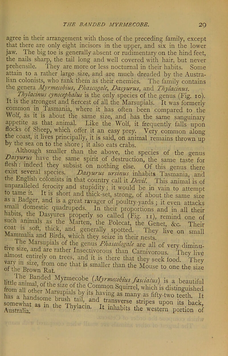 agree in their arrangement with those of the preceding family, except that there are only eight incisors in the upper, and six in the lower jaw. The big toe is generally absent or rudimentary on the hind feet, the nails sharp, the tail long and well covered with hair, but never prehensile. They are more or less nocturnal in their habits. Some attain to a rather large size, and are much dreaded by the Austra- lian colonists, who rank them as their enemies. The family contains the genera Myrmecobius, Phascogale, Dasyurus, and Thy/acinus. ■ Thyiacinus cynocephalus is the only species of the genus (Fig. 10). It is the strongest and fiercest of all the Marsupials. It was formerly common in Tasmania, where it has often been compared to the Wolf, as it is about the same size, and has the same sanguinary appetite as that animal. Like the Wolf, it frequently falls upon flocks of Sheep, which offer it an easy prey. Very common along the coast, it lives principally, it is said, on animal remains thrown up by the sea on to the shore; it also eats crabs. xMthough smaller than the above, the species of the genus Dasyurus have the same spirit of destruction, the same taste for flesh: indeed they subsist on nothing else. Of this genus there exist several species. Dasyurus ursinus inhabits Tasmania, and the English colonists in that country call it Devil. This animal is of unparalleled ferocity and stupidity; it would be in vain to attempt to tame it. It is short and thick-set, strong, of about the same size as a badger, and is a great ravager of poultry-yards ; it even attacks smalt domestic quadrupeds. In their proportions and in all their habits, the Dasyures properly so called (Fig. n), remind one of such animals as the Marten, the Polecat, the Genet, &c. Their coat is soft, thick, and generally spotted. They live on small Mammalia and Birds, which they seize in their nests. tive ?7! Ma'flpials ?f thre genus Pha^ol°gale are all of very diminu- tive size, and are rather Insectivorous than Carnivorous. Thev live almost entirely on trees, and it is there that they seek food Thlv of die* Brown^Rat ““ ^ “ SmaUer than the M°use t0 one the size is a beautiful from all otW >! 'i'T Common Sqmrrel, which is distinguished has a hi 1 Marsupials by its having as many as fifty-two teeth It soLX tTne*rV\trl' andT,tTSVerSe P°» its back Australia! 6 Thy‘aCm- 11 Inlubits the western portion of