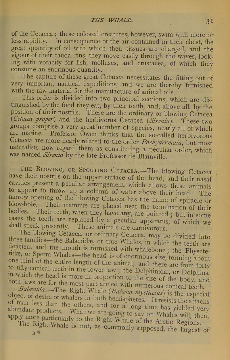 of the Cetacea; these colossal creatures, however, swim with more or less rapidity. In consequence of the air contained in their chest, the great quantity of oil with which their tissues are charged, and the vigour of their caudal fins, they move easily through the waves, look- ing with voracity for fish, molluscs, and Crustacea, of which they consume an enormous quantity. The capture of these great Cetacea necessitates the fitting out of very important nautical expeditions, and we are thereby furnished with the raw material for the manufacture of animal oils. This order is divided into two principal sections, which are dis- tinguished by the food they eat, by their teeth, and, above all, by the position of their nostrils. These are the ordinary or blowing Cetacea {Cetacea proper) and the herbivorus Cetacea {Sirenia). These two groups comprise a very great number of species, nearly all of which are marine. Professor Owen thinks that the so-called herbivorous Cetacea are more nearly related to the order Pachydermata, but most naturalists now regard them as constituting a peculiar order, which was named Sirenia by the late Professor de Blainville. The . Blowing, or Spouting Cetacea.—The blowing Cetacea have their nostrils on the upper surface of the head, and their nasal cavities present a peculiar arrangement, which allows these animals to appear to throw up a column of water above their head. The narrow opening of the blowing Cetacea has the name of spiracle or blow-hole Their mammae are placed near the termination of their bodies Their teeth, when they have any, are pointed ; but in some cases the teeth are replaced by a peculiar apparatus, of which we shall speak presently. These animals are carnivorous. The blowing Cetacea, or ordinary Cetacea, may be divided into three families—the Balaenidae, or true Whales, in which the teeth are deficient and the mouth is furnished with whalebone : the Physete- ndae, or Sperm Whales—the head is of enormous size forming about on^.tod of the entire length of the animal, and S S ta n whfchtheheSf “ 1°'Te1'ja : the MPlnnidte, or Dolphins! bo h ll V du m°re 111 Pr°P°rtlon to the size of the bodv, and SrUdl The ThtC ,With numerous “nical teeth. Rlght Whale (Bal®na mysticetus) is the esnecial object of desire of whalers in both hemispheres It resists ni 1 B ;,f 1S not’ as c°mmonly supposed, the largest of