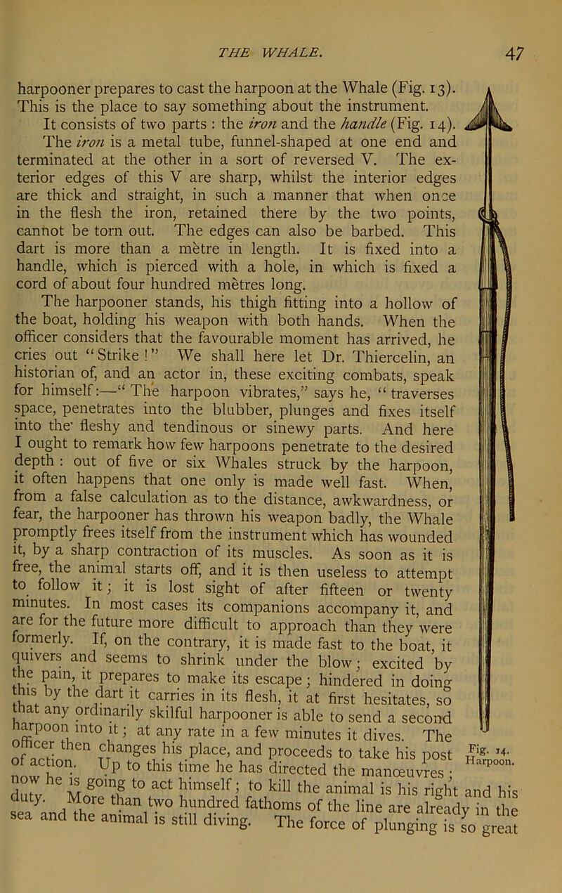 harpooner prepares to cast the harpoon at the Whale (Fig. 13). This is the place to say something about the instrument. It consists of two parts : the iron and the handle (Fig. 14). The iron is a metal tube, funnel-shaped at one end and terminated at the other in a sort of reversed V. The ex- terior edges of this V are sharp, whilst the interior edges are thick and straight, in such a manner that when once in the flesh the iron, retained there by the two points, cannot be torn out. The edges can also be barbed. This dart is more than a mhtre in length. It is fixed into a handle, which is pierced with a hole, in which is fixed a cord of about four hundred metres long. The harpooner stands, his thigh fitting into a hollow of the boat, holding his weapon with both hands. When the officer considers that the favourable moment has arrived, he cries out “ Strike ! ” We shall here let Dr. Thiercelin, an historian of, and an actor in, these exciting combats, speak for himself:—“The harpoon vibrates,” says he, “traverses space, penetrates into the blubber, plunges and fixes itself into the- fleshy and tendinous or sinewy parts. And here I ought to remark how few harpoons penetrate to the desired depth : out of five or six Whales struck by the harpoon, it often happens that one only is made well fast. When, from a false calculation as to the distance, awkwardness, or fear, the harpooner has thrown his weapon badly, the Whale promptly frees itself from the instrument which has wounded it, by a sharp contraction of its muscles. As soon as it is free, the animal starts off, and it is then useless to attempt to_ follow it; it is lost sight of after fifteen or twenty minutes. In most cases its companions accompany it, and are for the future more difficult to approach than they were formerly. If, on the contrary, it is made fast to the boat, it quivers and seems to shrink under the blow • al is his right and his ie are already in the plunging is so great his post