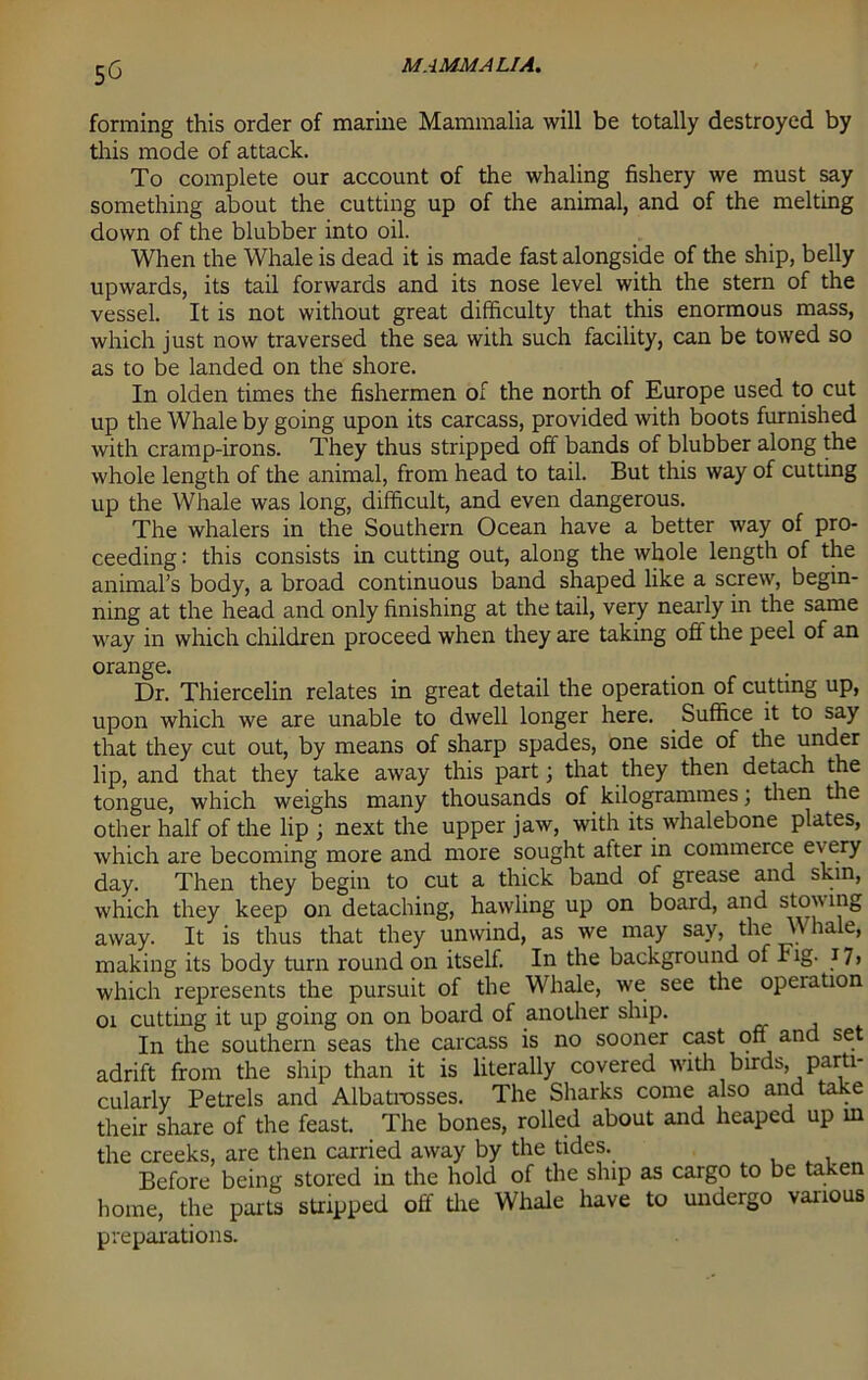 forming this order of marine Mammalia will be totally destroyed by this mode of attack. To complete our account of the whaling fishery we must say something about the cutting up of the animal, and of the melting down of the blubber into oil. When the Whale is dead it is made fast alongside of the ship, belly upwards, its tail forwards and its nose level with the stern of the vessel. It is not without great difficulty that this enormous mass, which just now traversed the sea with such facility, can be towed so as to be landed on the shore. In olden times the fishermen of the north of Europe used to cut up the Whale by going upon its carcass, provided with boots furnished with cramp-irons. They thus stripped off bands of blubber along the whole length of the animal, from head to tail. But this way of cutting up the Whale was long, difficult, and even dangerous. The whalers in the Southern Ocean have a better way of pro- ceeding : this consists in cutting out, along the whole length of the animal’s body, a broad continuous band shaped like a screw, begin- ning at the head and only finishing at the tail, very nearly in the same way in which children proceed when they are taking off the peel of an orange. Dr. Thiercelin relates in great detail the operation of cutting up, upon which we are unable to dwell longer here. . Suffice it to say that they cut out, by means of sharp spades, one side of the under lip, and that they take away this part; that they then detach the tongue, which weighs many thousands of kilogrammes; then the other half of the lip ; next the upper jaw, with its whalebone plates, which are becoming more and more sought after in commerce every day. Then they begin to cut a thick band of grease and skin, which they keep on detaching, hawling up on board, and stovving away. It is thus that they unwind, as we may say, the Whale, making its body turn round on itself. In the background of Fig. 17, which represents the pursuit of the Whale, we see the opeiation 01 cutting it up going on on board of another ship. In the southern seas the carcass is no sooner cast off and se adrift from the ship than it is literally covered with birds, parti- cularly Petrels and Albatrosses. The Sharks come also and take their share of the feast. The bones, rolled about and heaped up in the creeks, are then carried away by the tides. Before being stored in the hold of the ship as cargo to be taken home, the parts stripped off the Whale have to undergo vanous preparations.