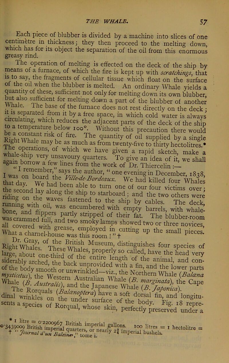 Each piece of blubber is divided by a machine into slices of one centimetre in thickness; they then proceed to the melting down, which has for its object the separation of the oil from this enormous greasy rmd. The operation of melting is effected on the deck of the ship by means of a furnace, of which the fire is kept up with scratchings, that is to say the fragments of cellular tissue which float on the surface of the oil when the blubber is melted. An ordinary Whale yields a quantity of these, sufficient not only for melting down its own blubber, 1 C1fnt f01; melting down a part of the blubber of another Whale. I he base of the furnace does not rest directly on the deck ; it is separated from it by a free space, in which cold water is always circulating, which reduces the adjacent parts of the deck of the ship to a temperature below 100°. Without this precaution there would nS\°f fire‘ The <luantity of oil supplied by a single ght Whale may be as much as from twenty-five to thirty hectolitres * whaleThTve?’ °f WhiGh We haVC given a raPid sketch, maE a Tib bo ?ovv7fUnSrV0U7 quafers- To give an idea of we shall again bonow a few lines from the work of Dr. Thiercelin : 1 remember,” says the author, “ one evening in December i8?8 thafday1 We id 1 We had “Irf fourWhales a i b,ad been able to turn one of our four victims over • ridinTondth? & ^ 7 §hip j° starboard i and the two others were g the waves fastened to the ship by cables The derlr running with oil, was encumbered with empty barrels with whale’ ^xstesa;rting up the Right Whales °^n!lt ^11'1 ’i’ distinguishes four species of large, about oneTwrd ^ H Pr0p“ly so,called- ^e the head very »„dTsldmtitck ZZ -nts a spee.es of Rorqual, Shos” pftol^ese^edldeTa 1 “=