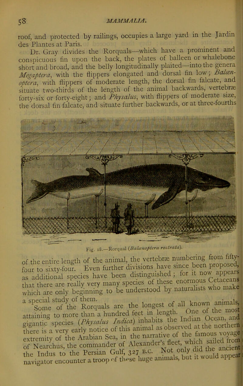 roof, and protected by railings, occupies a large yard in the Jardin des Plantes at Paris. . Dr. Gray divides the Rorquals—which have a prominent and conspicuous fin upon the back, the plates of balleen or whalebone short and broad, and the belly longitudinally plaited into the genera Megaptera, with the flippers elongated and dorsal fin low; Balcen- optera, with flippers of moderate length, the dorsal fin falcate, and situate two-thirds of the length of the animal backwards, vertebrae forty-six or forty-eight; and Physalus, with flippers of moderate size, the dorsal fin falcate, and situate further backwards, or at three-fourths Fig. 18.—Rorqual (Bala:noptera rostrata). of the entire length of the animal, the vertebrae numbering from fifty- four to sixty-four. Even further divisions have since been as additional species have been distinguished; for 't o^ appears that there are really very many species of these enormous Cetacean* which are only beginning to be understood by naturalists who makej a S1Sonmbofdythf Rorquals are the longest of aU known anu®^ attaining to more than a hundred feet m length. One of the most giga!ntic§ species [Physalus Indica) inhabits the Indun tew** there is a verv early notice of this animal as observed at die nortlie extremity of die Arabian Sea, in the narrative of the famous yo>ag j of Nearchus, the commander of Alexander’s fleet, whici sai e the Indus to the Persian Gulf, 327 B.C. Not only did theanae^ navigator encounter a troop of these huge animals, but it would appeaffl