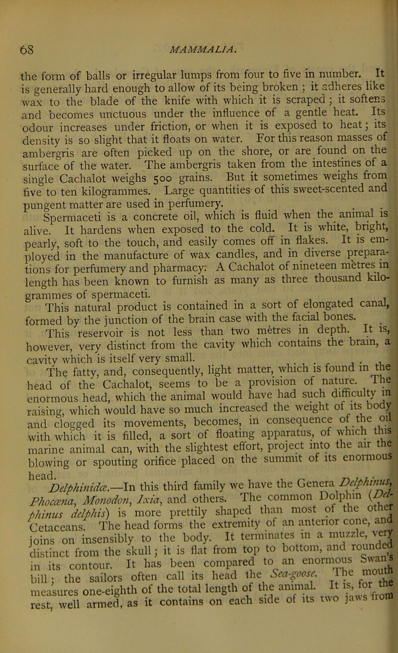 the form of balls or irregular lumps from four to five in number. It is generally hard enough to allow of its being broken ; it adheres like wax to the blade of the knife with which it is scraped ; it softens and becomes unctuous under the influence of a gentle heat. Its odour increases under friction, or when it is exposed to heat; its density is so slight that it floats on water. For this reason masses of ambergris are often picked up on the shore, or are found on the surface of the water. The ambergris taken from the intestines of a single Cachalot weighs 500 grains. But it sometimes weighs from five to ten kilogrammes. Large quantities of this sweet-scented and pungent matter are used in perfumery. _ . Spermaceti is a concrete oil, which is fluid when the animal is alive. It hardens when exposed to the cold. It is white, bright, pearly, soft to the touch, and easily comes off in flakes. It is em- ployed in the manufacture of wax candles, and in diverse prepara- tions for perfumery and pharmacy: A Cachalot of nineteen metres m length has been known to furnish as many as three thousand kilo- grammes of spermaceti. This natural product is contained in a sort of elongated canal, formed by the junction of the brain case with the facial bones. This reservoir is not less than two metres in depth. It is, however, very distinct from the cavity which contains the brain, a cavity which is itself very small. . The fatty, and, consequently, light matter, which is found in t ie head of the Cachalot, seems to be a provision of nature. Hie enormous head, which the animal would have had such difficulty in raising, which would have so much increased the weight of its body and clogged its movements, becomes, in consequence of the 01 with which it is filled, a sort of floating apparatus, of which this marine animal can, with the slightest effort, project into the air t e blowing or spouting orifice placed on the summit of its enoimous h63.d • ' Delphinidee.—In this third family we have the Genera Delphmus, Phoccena, Monodon, Jxia, and others. The common Dolphin (JJc- phinus deljphis) is more prettily shaped than most of the ot i Cetaceans. The head forms the extremity of an anterior cone, 1 |l joins on insensibly to the body. It terminates in a muzzle, very distinct from the skull; it is flat from top to bottom, and rounded in its contour. It lias been compared to an enormous Swans bill; the sailors often call its head the Sea-goose measures one-eighth of the total length of the animal. It is, forthe rest, well armed, as it contains on each side of its two jaws f f