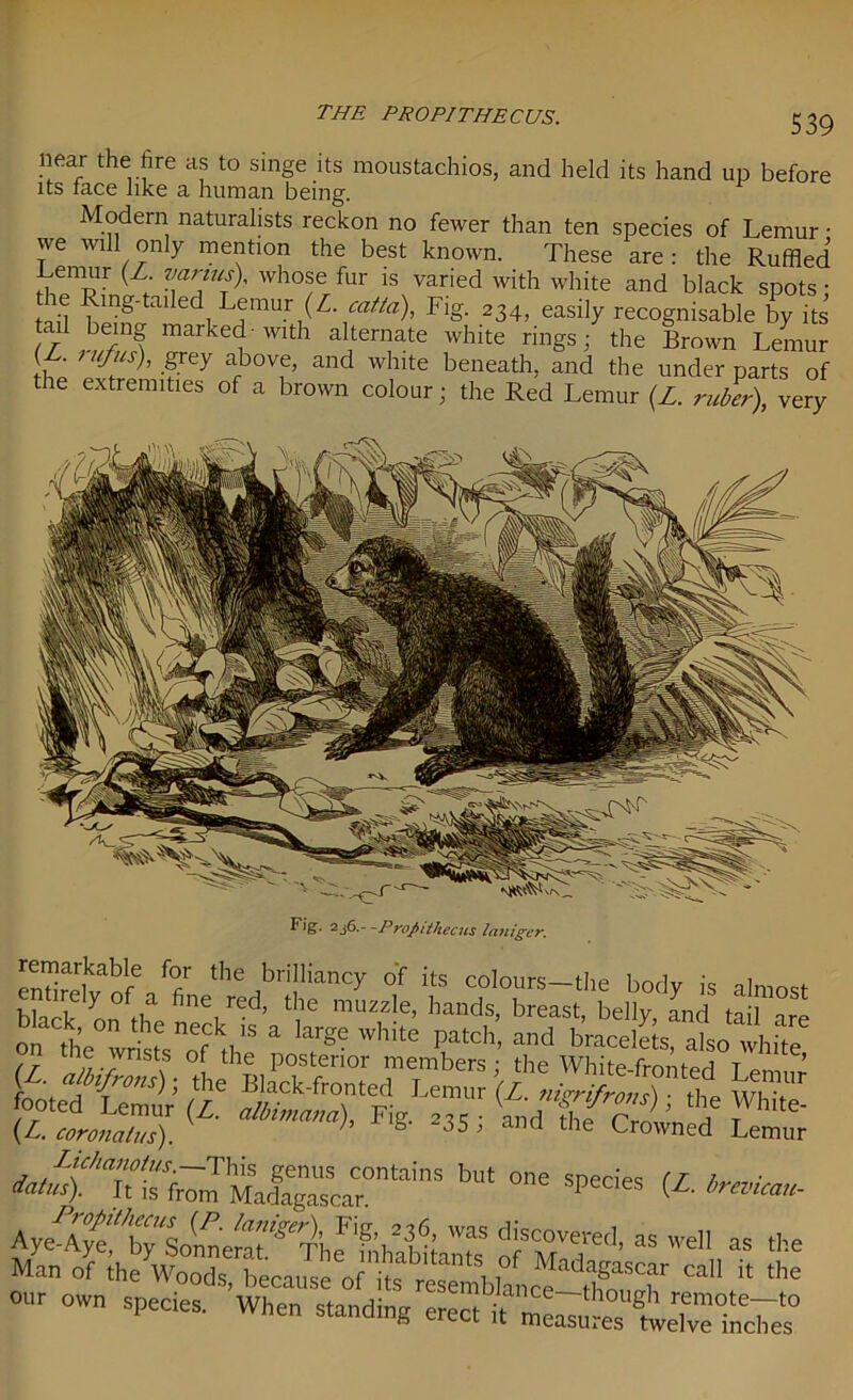 THE PROPITHECUS. near the fire as to singe its moustachios, and held its hand up before its face like a human being. Modern naturalists reckon no fewer than ten species of Lemur • we will only mention the best known. These are: the Ruffled (/: vartup< whose fur is varied with white and black spots: e Ring-tailed Lemur (L. cotta), Fig. 234, easily recognisable by its tail being marked-with alternate white rings; the Brown Lemur Z. rufus), grey above, and white beneath, and the under parts of the extremities of a brown colour; the Red Lemur (Z. ruber) very Fig. 2_j6.- -Propithecus lanigcr. f0/ the briIliancy of its colours—the body is almost | !T y ° „:1 fine, rc,J’ *<= muzzle, hands, breast, belly and tailL on Z^^s-ofthe fea £ pvssa sr ^w)^ait^is^rony^adag^sScar°n^a'nS ^ °e SpedeS & » «» as the Man of the Woods, because of its resemblance SalT ^ * the our own species. When standing