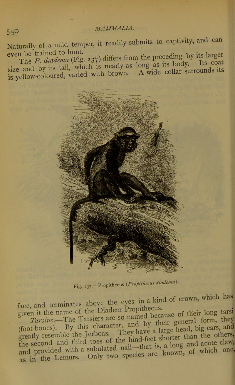 Naturally of a mild temper, it readily submits to captivity, and can ^The P. diadema (Fig. 237) fronJ the pre“cl['’“1by Jllioai * i l-avr ifc tail which is nearly as long as its body, l • by\So“oCret varied with biwn. A wide collar surrounds its Fig. 237,— Propithccus {Propithccns diadevta). face, and terminates above the eyes in a kind of crown, which has given it the name of the Diadem Pl0P'^e^^ f tbeir long tarsi * Tarsius.—The Tarsiers are so form, they (foot-bones). By this character, an y ^ j &head) big ears, and greatly resemble the Jerboas. Y 1 shorter than the others, the second and third toes of the hmd^fcet shorter ^ acute daW> and provided with a subulated nail—that ,c 10 g ^ one, as in the Lemurs. Only two species are known,