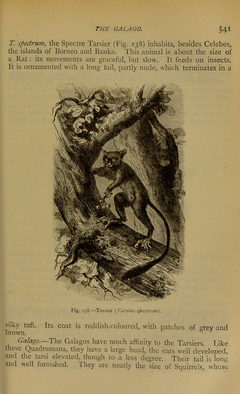 T. spectrum, the Spectre Tarsier (Fig. 238) inhabits, besides Celebes, the islands of Borneo and Banka. This animal is about the size of a Rat: its movements are graceful, but slow. It feeds on insects. It is ornamented with a long tail, partly nude, which terminates in a Fig. 238.—Tarsier (Tarsias spectrum). Silky tuft. Its coat is reddish-coloured, with patches of °rey and brown. & Galago.—The Galagos have much affinity to the Tarsiers. Like these Quadrumana, they have a large head, the ears well developed, and the tarsi elevated, though to a less degree. Their tail is long and well furnished. lhey are nearly the size of Squirrels, whose