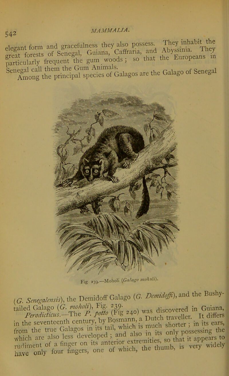 542 elegant form and gracefulness they also possess They inhabit the « *>« <*«*> of senega! <G. Sejiegatensis). the Demidoff Galago (G. Dmidoffi), and the Bushy- tailed Galago (G. viohoh•), Fig. 239- discovered ill Guiana, Perodicticus.-rite P. potto m ‘40) “ ®™™^ „ differs in the seventeenth century, by(Bosnia™, a Dntth trave ^ ^ from the true Galagos in its tail, which a •h ssing the which arc also less developed “d also t0 WJtXem, thumb, is very widely