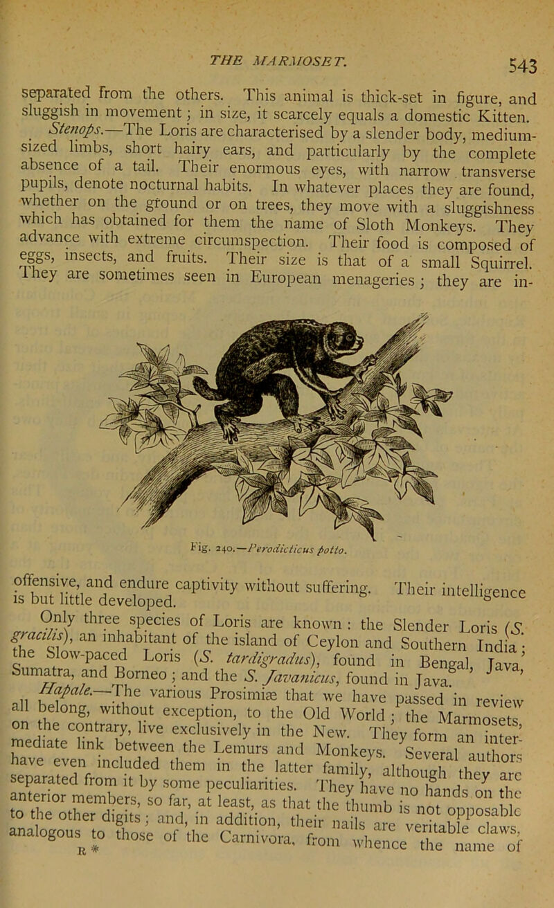 separated from the others. This animal is thick-set in figure, and sluggish in movement; in size, it scarcely equals a domestic Kitten. Stenops. 1 he Loris are characterised by a slender body, medium- sized limbs, shoit hairy ears, and particularly by the complete absence of a tail. Their enormous eyes, with narrow transverse pupils, denote nocturnal habits. In whatever places they are found whether on the ground or on trees, they move with a sluggishness which has obtained for them the name of Sloth Monkeys They advance with extreme circumspection. Their food is composed of eggs, insects, and fruits. Their size is that of a small Squirrel, they aie sometimes seen in European menageries; they are in- lig. 240.—Perodicticus potto. .?bufSleatvdoMCaPl!Vity With°Ut Sl'fferi,,g' Th* Only three species of Loris are known : the Slender Loris < 9 ^ mh,ab!tant of the island of Ceylon and Southern India • the Slow-paced Lons (S. tardigradus), found in Bengal Tava’ Sumatra, and Borneo ; and the S. Javanicus, found in Tavag J ’ nil h£' !Je :an0US Prosimise that we have passed in review all belong, without exception, to the Old World ; the Marmosets on the contrary, live exclusively in the New. They form an inter mediate link between the Lemurs and Monkeys. Several authors have even included them in the latter family although ' £ ™ separated from it by some peculiarities. They have no handc; ^ tl ^ aiogous^ to those of the Carnivora, from whence the name of