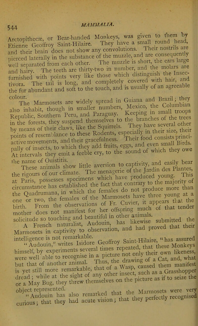 Arctopithecfe, or Bear-handed Monkeys, was given to them by Etienne Geoffrey Saint-Hilaire. They have a small round he^ and their brain does not show any convolutions. Iheir nostrils a pierced laterally in the substance of the muzzle, and are consequently wel^separated U each other. The muzzle „ short ,*',^rs arge and hairy The teeth are thirty-two m number, and the molars are furnished with points very like those which distinguish the Insec- t vom The tail is long, and completely covered with hair, and the fur abundant and soft to the touch, and is usually of an agreeabl COl°The Marmosets are widely spread in Guiana f r £SS ,kT7:Si. little aversion to the Quad— a, a one or two, the temaies ra me i • k appears tliat the mother do°eT noT maniS for her offspring much of that tender ™£mde so touching and beautiful in o*er arumg. A French naturalist, Audomn has ltkemse^ubn ^ ^ Marmosets in captivity to observation, a *• 1 intelligence is not remarkable. Saint-Hilaire, “has assured “ Audouin,” writes Isidore Geoffrey ^intnuai , Monkeys himself, by experiments severa times reju ^ ’ tkek own likeness, were well able to recognise in a pi y ? f a Cat and, what but that of another animal. has>the^ c|used them manifest is yet still more remarkable, that of a 1, Grasshopper dread ; while at the sight of any if to seize the or a May Bug, they threw themselves on the pict object represented. Marmosets were very “Audouin has also remai 1 , thev perfectly recognised curious; that they had acute vision; that they puiecuy «,