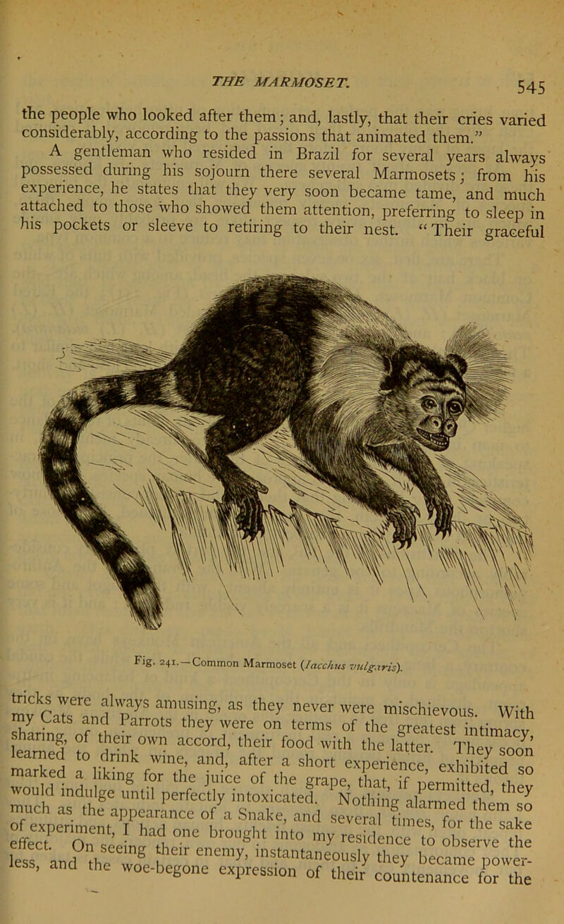 the people who looked after them; and, lastly, that their cries varied considerably, according to the passions that animated them.” A gentleman who resided in Brazil for several years always possessed during his sojourn there several Marmosets; from his experience, he states that they very soon became tame, and much attached to those who showed them attention, preferring to sleep in his pockets or sleeve to retiring to their nest. “Their graceful Fig. 241.-Common Marmoset {Iacchus 7ndg.tris). mvrJf ° !i1'SlyS amu?ing> as they never were mischievous. With my Cats and Parrots they were on terms of the greatest intimirv S3 Stew E Mftafr jS much as the appearance of a Snake, and sSlS f f had °,,e broUght “*» my reSdence to less, and the w4-b^on™raprSlnt^feSl,S-Iy they beclme P°'er- vue uegone expression of their countenance for the