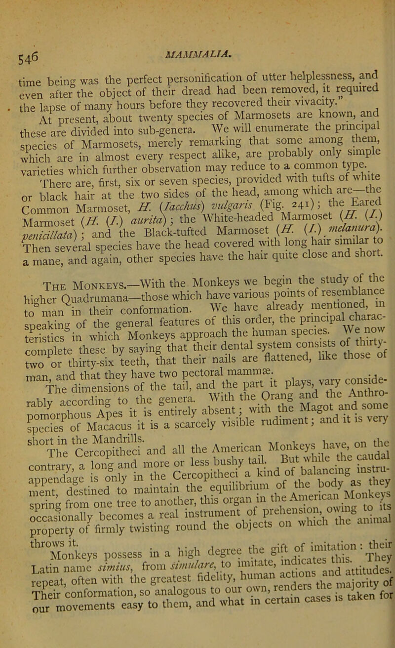 54-6 time being was the perfect personification of utter helplessness, and even after the object of their dread had been removed, it required the lapse of many hours before they recovered their vivacity. At present, about twenty species of Marmosets are known, and these are divided into sub-genera. We will enumerate the principal species of Marmosets, merely remarking that some among them, which are in almost every respect alike, are probably only simple varieties which further observation may reduce to a common type. There are, first, six or seven species, provided with tufts of wlute or black hair at the two sides of the head, among which are the Common Marmoset, H. (.Iacchus) vulgaris (Fig^ 241); the Eared Marmoset (H. (/.) aurita)-, the White-headed Marmoset (H..J/.) pmicillaid) ; and the Black-tufted Marmoset (If. (/). mdanum) Then several species have the head covered with long hair similar to a mane, and again, other species have the hair quite close and short. The Monkeys.—With the Monkeys we begin the study of the higher Quadrumana—those which have various points of resemblan to man in their conformation. We have already mentioned, m speaking of the general features of this order, the principal charac- teristics^ in which Monkeys approach the human species. We now complete these by saying that their dental system consistedoMlmty- two or thirty-six teeth, that their nails are flattened, like those o mqn and that they have two pectoral mammae. ^ The dimensions of the tail, and the part it PlaYs> v^ry c^sid^ 535 fSJSKttS species of Macacus it is a scarcely visible rudiment, an y Sh°The ^ercopititeci and all the American Monkeys tove o^a the spring fr om one iL“o anote*^'organ in the American Monkey occasionally becomes a real instrument of Pre^n^?<* th/animal property of firmly twisting round the objects on which throws it. . , . , , o-ift of imitation: their Monkeys possess in a nigh ctc&iee tne & . . qqiey cases is taken for