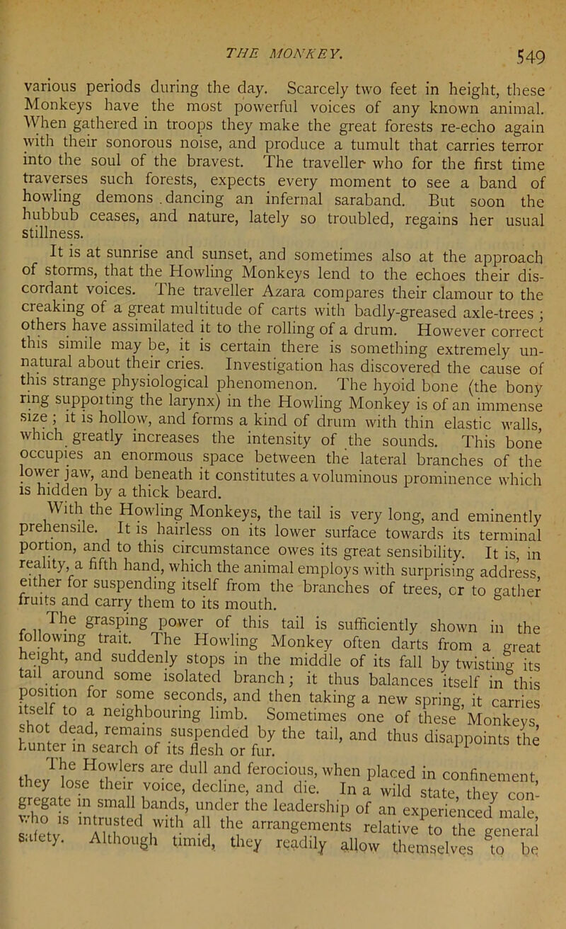 various periods during the day. Scarcely two feet in height, these Monkeys have the most powerful voices of any known animal. When gathered in troops they make the great forests re-echo again with their sonorous noise, and produce a tumult that carries terror into the soul of the bravest. The traveller who for the first time traverses such forests, expects every moment to see a band of howling demons . dancing an infernal saraband. But soon the hubbub ceases, and nature, lately so troubled, regains her usual stillness. It is at sunrise and sunset, and sometimes also at the approach of storms, that the Howling Monkeys lend to the echoes their dis- cordant voices. The traveller Azara compares their clamour to the creaking of a great multitude of carts with badly-greased axle-trees ; others have assimilated it to the rolling of a drum. However correct this simile may be, it is certain there is something extremely un- natural about their cries. Investigation has discovered the cause of this strange physiological phenomenon. The hyoid bone (the bony ring suppoiting the larynx) in the Howling Monkey is of an immense size; it is hollow, and forms a kind of drum with thin elastic walls which greatly increases the intensity of the sounds. This bone occupies an enormous space between the lateral branches of the lower jaw, and beneath it constitutes a voluminous prominence which is hidden by a thick beard. With the Howling Monkeys, the tail is very long, and eminently prehensile. It is hairless on its lower surface towards its terminal portion, and to this circumstance owes its great sensibility. It is, in reality, a fifth hand, which the animal employs with surprising address either for suspending itself from the branches of trees, cr to gather fruits and carry them to its mouth. Tlie grasping power of this tail is sufficiently shown in the following trait. The Howling Monkey often darts from a great height, and suddenly stops in the middle of its fall by twisting its tail around some isolated branch; it thus balances itself in this position for some seconds, and then taking a new spring it carries itself to a neighbouring limb. Sometimes one of these’Monkeys shot dead, remains suspended by the tail, and thus disappoints the hunter in search of its flesh or fur. 11 The Howlers are dull and ferocious, when placed in confinement they lose their voice, decline, and die. In a wild state they con whols intrusf dban>lS’ Tlf the IeadershiP of an experienced male, safety Al i o i ? f arrangements relative to the general safety. Although timid, they readily allow themselves to be