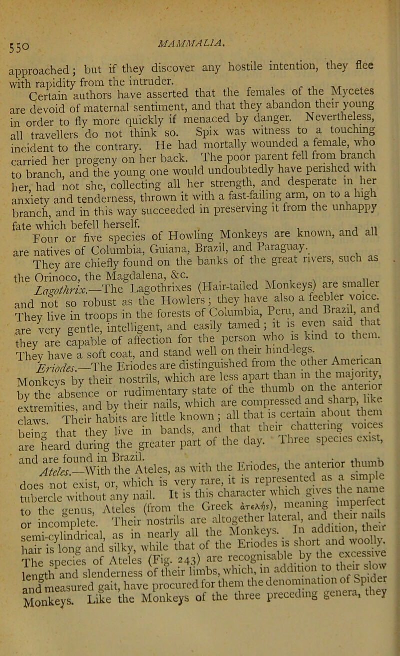 approached; but if they discover any hostile intention, they flee with rapidity from the intruder. r , , . . Certain authors have asserted that the females of the Mycetes are devoid of maternal sentiment, and that they abandon their young in order to fly more quickly if menaced by danger. Nevertheless, all travellers do not think so. Spix was witness to a touching incident to the contrary. He had mortally wounded a female, w ho carried her progeny on her back. Ihe poor parent fell from branch to branch, and the young one would undoubtedly have perished with her had not she, collecting all her strength, and desperate in her anxiety and tenderness, thrown it with a fast-failing arm, on to a high branch, and in this way succeeded in preserving it from the unhappy fate which befell herself. , j 11 Four or five species of Howling Monkeys are known, and all are natives of Columbia, Guiana, Brazil, and 1 aiaguay. They are chiefly found on the banks of the great rivers, such as the Orinoco, the Magdalena, &c. _ . . ,, La-o-othrix.—The Lagothrixes (Hair-tailed Monkeys) are smaller and not so robust as the Howlers; they have also a feebler voice. They live in troops in the forests of Columbia, Peru, and Brazil, and are very gentle, intelligent, and easily tamed; it is even said that they are capable of affection for the person who is kind to them. They have a soft coat, and stand well on their hind-legs . Eriodes.-The Eriodes are distinguished from the other American Monkevs by their nostrils, which are less apart than in the majori y, by the Absence or rudimentary state of the thumb on the anterior extremities, and by their nails, which are compressed and sharp like claws Their habits are little known ; all that is certain about them betas thit they live in bands, and that them are heard during the greater part of the day. three species exi. , ' tl A.eles, as with the Eriodes, the anterior thumb does not exist, or, which is very rare, it is represented as a simple fubercle without any nail. It is this character which gives the name to the genus Ateles (from the Greek are^s), meaning imperfect or incomplete Their nostrils are altogether lateral, and their nails semi-cvlindrical as in nearly all the Monkeys. In addition, their hair is long and silky, while that of the Eriodes is short ^^woo y The species of Ateles (Fig. 243) are recognisable by the excessne length and slenderness of their limbs, which m^ addition to their slo rt measured gait, have procured for them the denomination of Spider Soakers! iT the Monkeys of the three precedmg genera, they