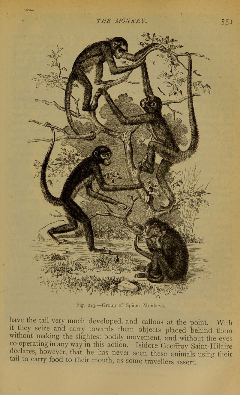 Fig. 243.—Group of Spicier Monkeys. have the tail very much developed, and callous at the point. With it they seize and carry towards them objects placed behind them without making the slightest bodily movement, and without the eyes co-operating in any way in this action. Isidore Geoffroy Saint-Hilaire declares, however, that he has never seen these animals using their tail to carry food to their mouth, as some travellers assert.