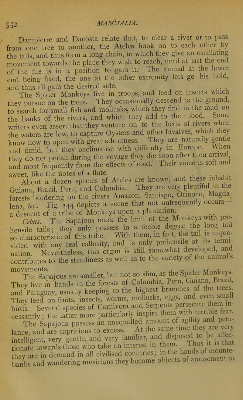 Dampierre and Dacosta relate that, to clear a river or to pass from one tree to another, the Ateles hook on to each other by the tails, and thus form a long chain, to which they give an oscillating movement towards the place they wish to reach, until at last the end of the file is in a position to gain it. The animal at the lower end being fixed, the one at the other extremity lets go his hold, and thus all gain the desired side. . The Spider Monkeys live in troops, and feed on insects which they pursue on the trees. They occasionally descend to the ground, to search for small fish and mollusks, which they find in the mud on the banks of the rivers, and which they add to their food. Some writers even assert that they venture on to the beds of rivers when the waters are low, to capture Oysters and other bivalves, which they know how to open with great adroitness. They are naturally gentle and timid, but they acclimatise with difficulty in Europe. W hen they do not perish during the voyage they die soon after their arrival and most frequently from the effects of cold. Their voice is soft and sweet, like the notes of a flute. . , , .. About a dozen species of Ateles are known, and these inhabi Guiana, Brazil. Peru, and Columbia. They are very plentiful m the forests bordering on the rivers Amazon, Santiago, Orinoco, Magda- lena, &c. Fig. 244 depicts a scene that not unfrequently occurs— a descent of a tribe of Monkeys upon a plantation. Cebus.—The Sapajous mark the limit of the Monkeys with p - hensile tails; they only possess in a feeble degree the long tail so characteristic of this tribe. With them, in fact, the tail is unpro- vided with any real callosity, and is only prehensile at its ten nation Nevertheless, this organ is still somewhat developed, and contributes to the steadiness as well as to the variety of the amnia s m° The Sapajous are smaller, but not so slim, as the Spider Monkeys. They live in bands in the forests of Columbia, Peru, Guiana bra , and Paraguay, usually keeping to the highest branches of the trees. They feed on fruits, insects, worms, mollusks, eggs, and even sma birds. Several species of Carnivora and Serpents persecute hem'ii- cessantly; the latter more particularly inspire them with terrible fear. The^Sapajous possess an unequalled amount of agility and petu- lance, and are capricious to excess. At the same tune they are v y intelligent, very gentle, and very familiar and disposed to be affec- tionate towards those who take an interest in them, d hus it that they are in demand in all civilised countries; in the hands of mounte- banks and wandering musicians they become objects of amusement ta