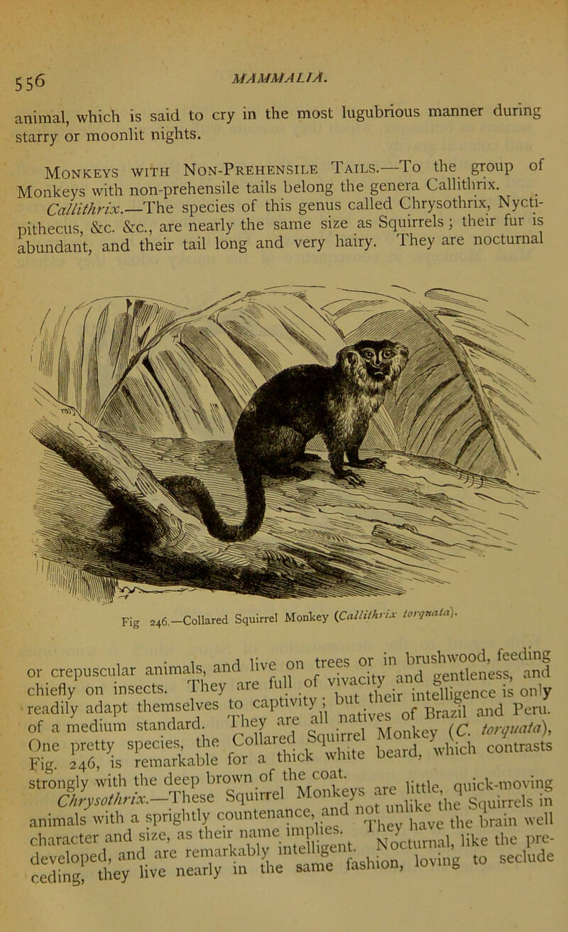 55<5 animal, which is said to cry in the most lugubrious manner during starry or moonlit nights. Monkeys with Non-Prehensile Tails.—To the group of Monkeys with non-prehensile tails belong the genera Callithrix. Callithrix.—The species of this genus called Chrysothrix, Nycti- pithecus, &c. &c., are nearly the same size as Squirrels; their fur is abundant, and their tail long and very hairy. They are nocturnal Fig 246-Collared Squirrel Monkey (Callithrix iorqnaUi). i 11iri on trees or in brushwood, feeding ,r crepuscular „ll of vivacity and gentleness, and chiefly on insects. 1 hey are n intelligence is only readily adapt themselves natives of Brazil and Peru, if a medium standard. ^ *ie> are < M 1. tr torouata), One pretty species, the Collared Sqm el MonkeyJC m' h Fig. 246, is remarkable for a thick white beaid, wmc strongly with the deep brown of the coat. quick-moving Chrysothrix.-These Squirrel “g^ Squirrels in animals with a sprightly countenance and no uni ke t q ^ ^ character and size, as their name N^STmal, like the pre- L sanfe fashion, loving ,0 seclude